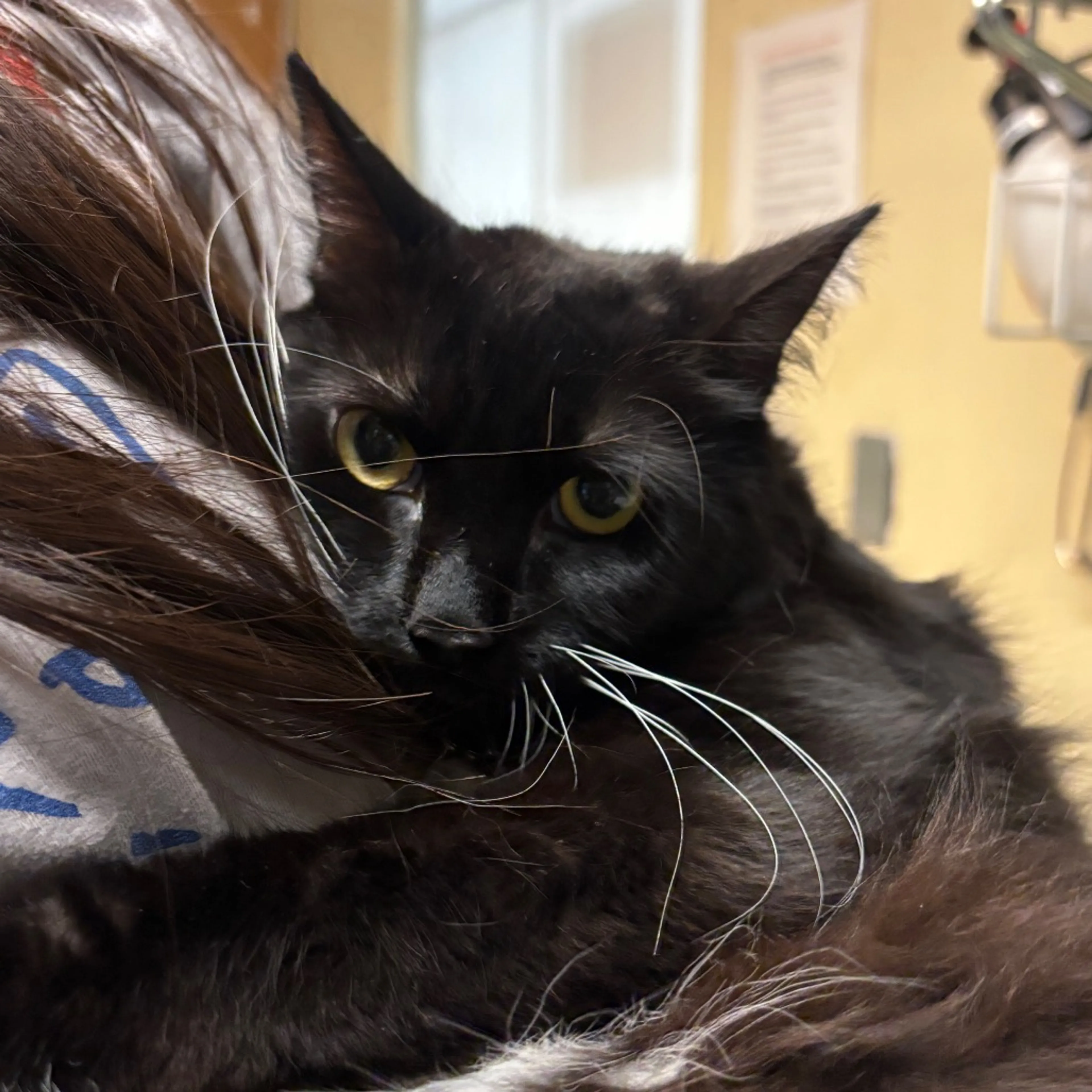 Found pet