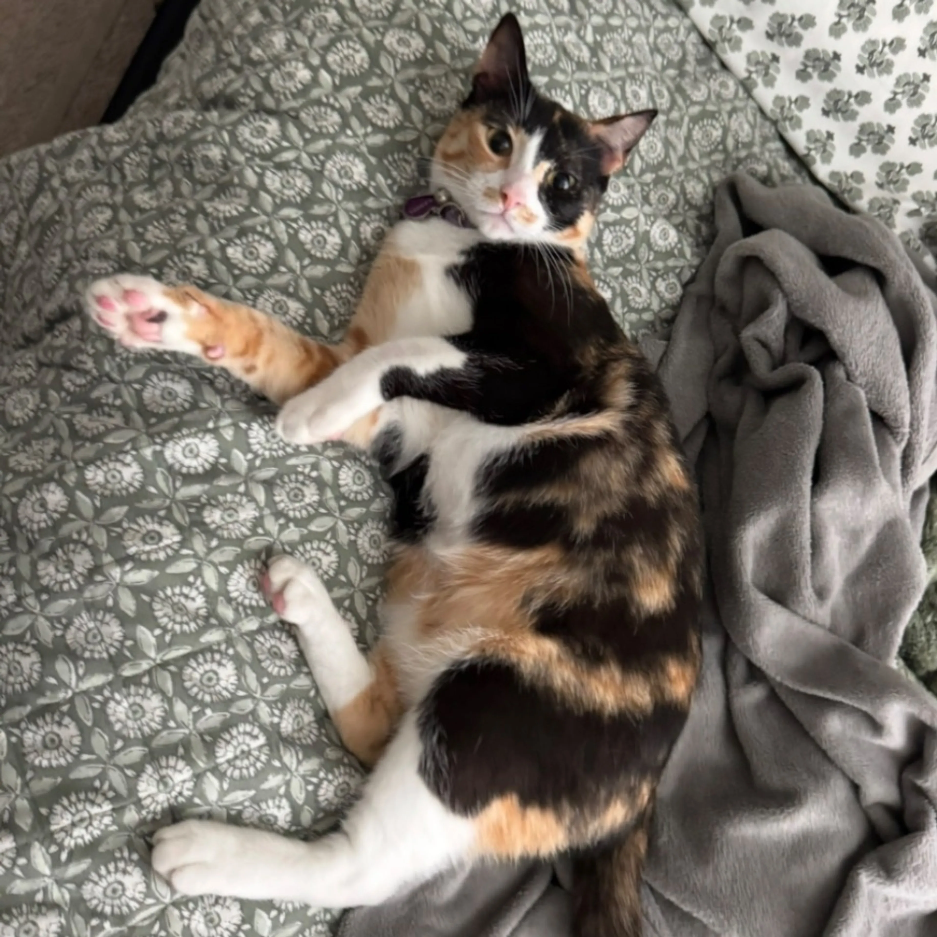 Lost pet