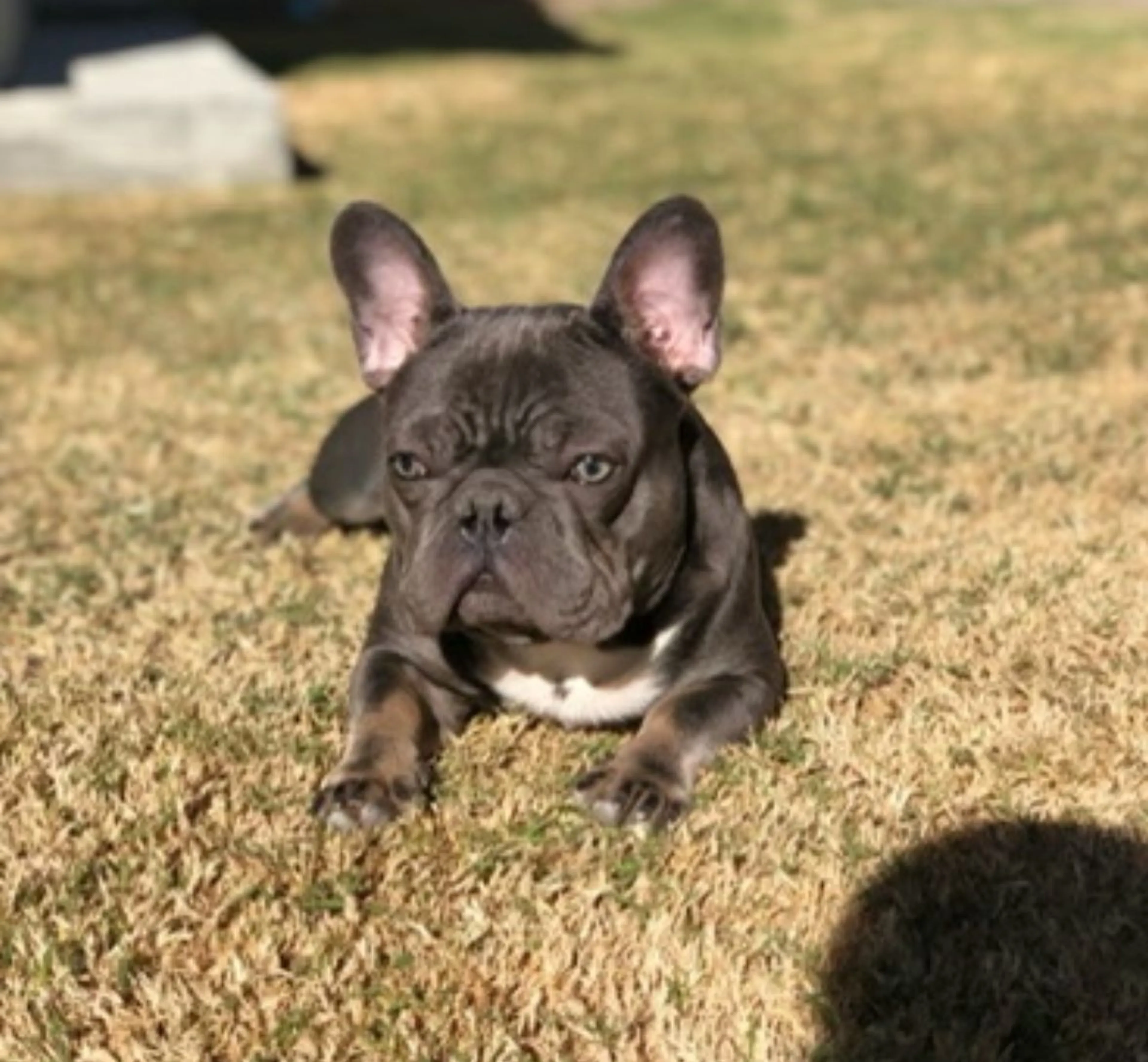 Lost pet