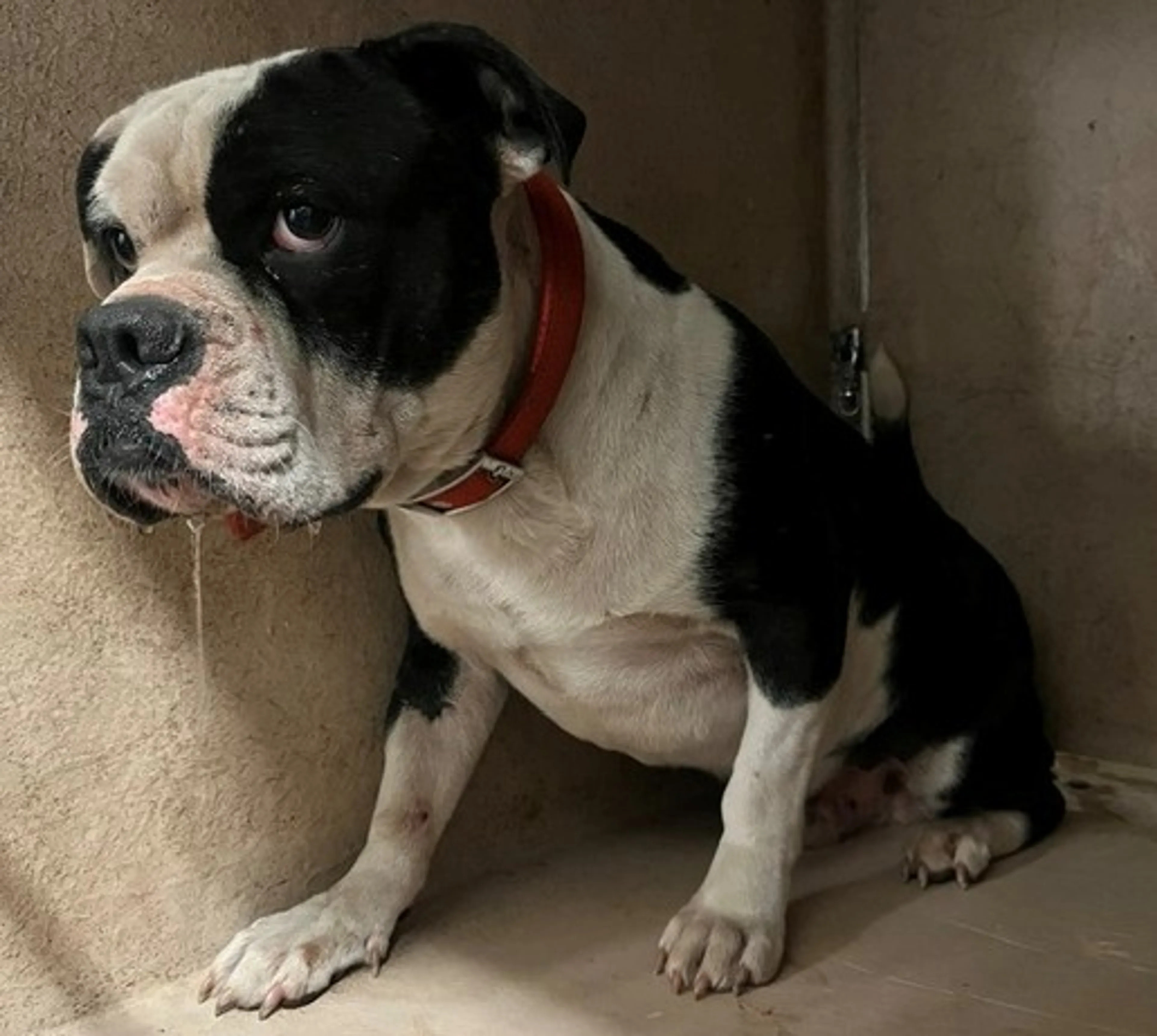 Found pet