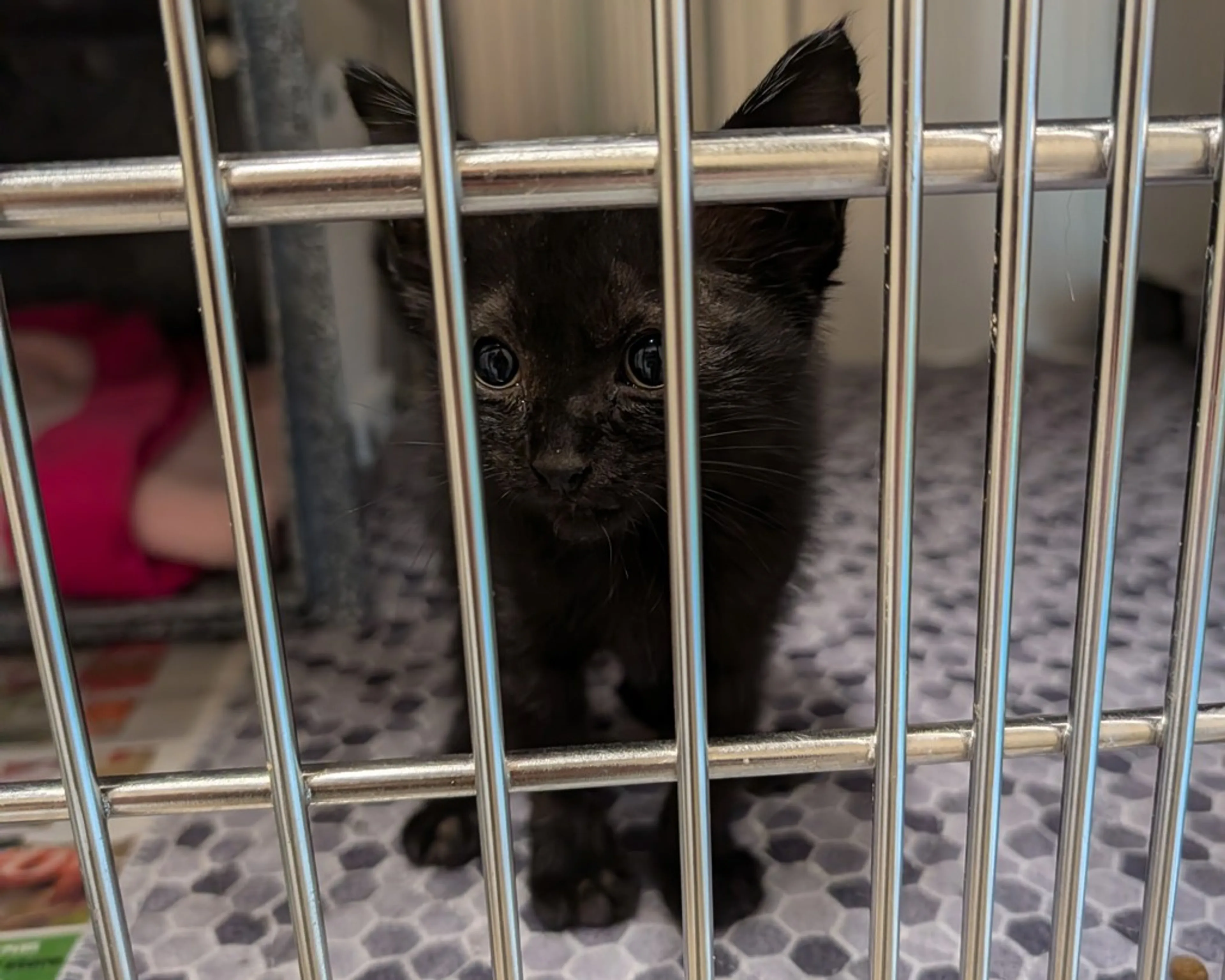 Found pet