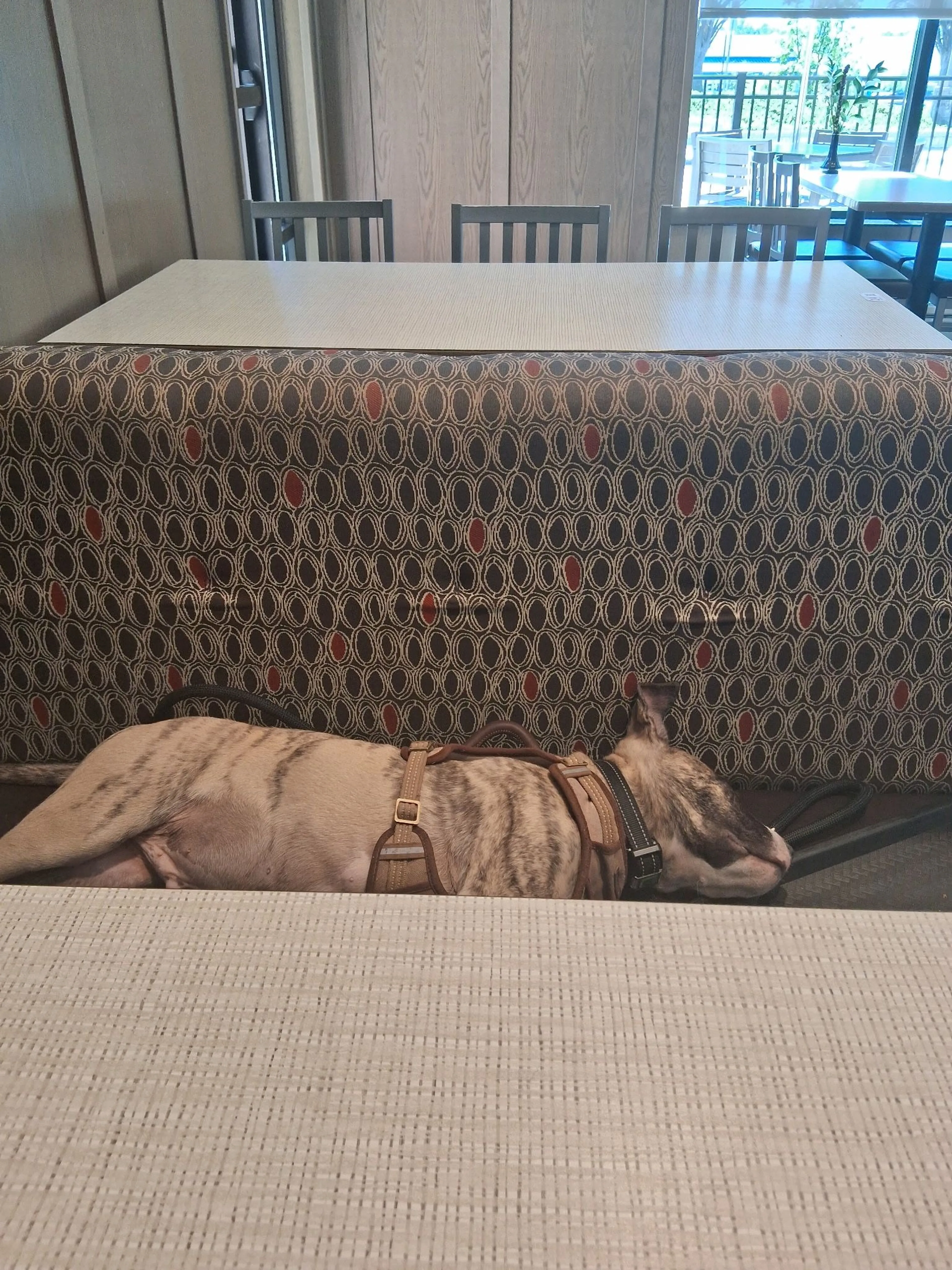 Lost pet-2