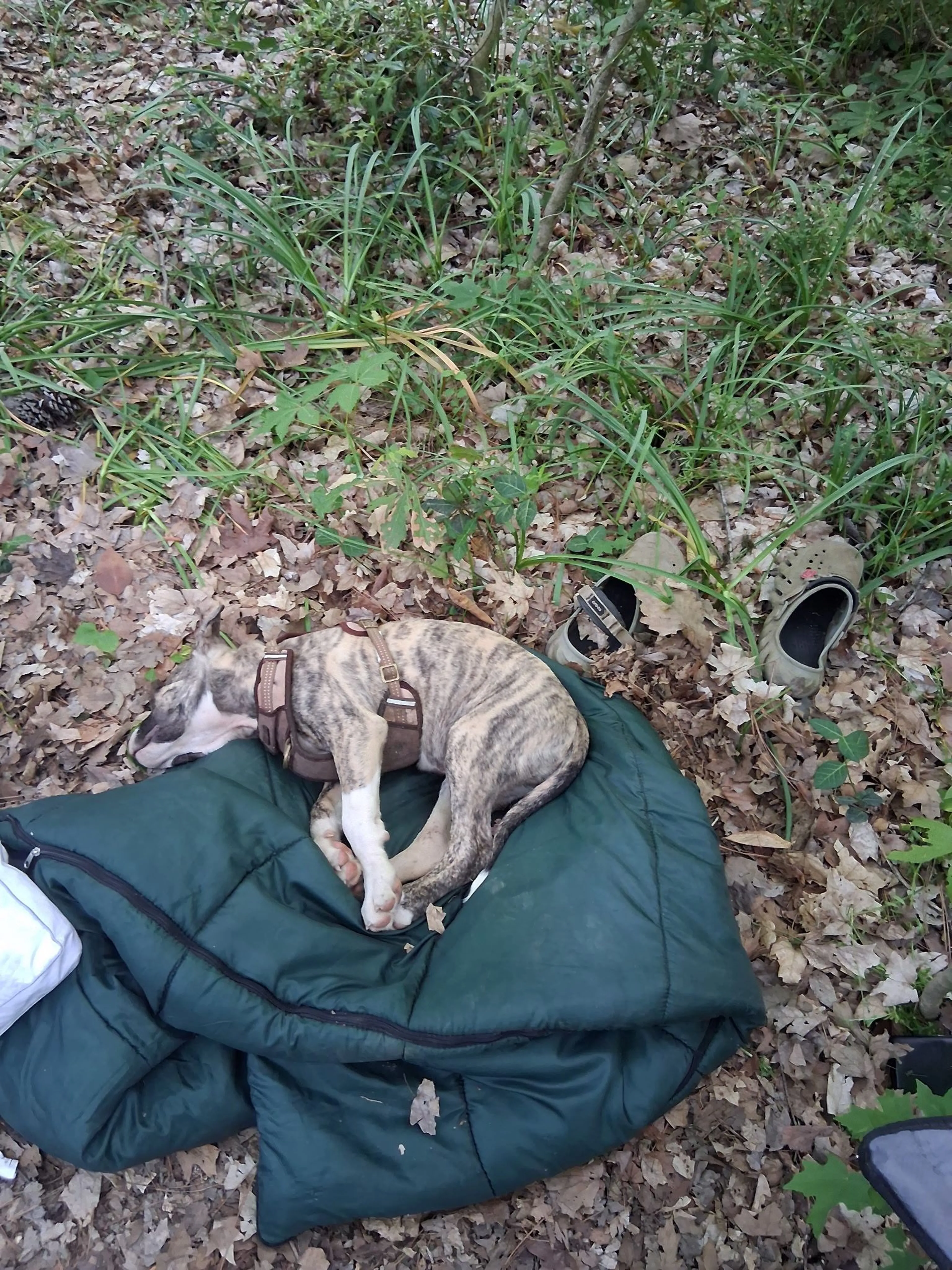 Lost pet-1