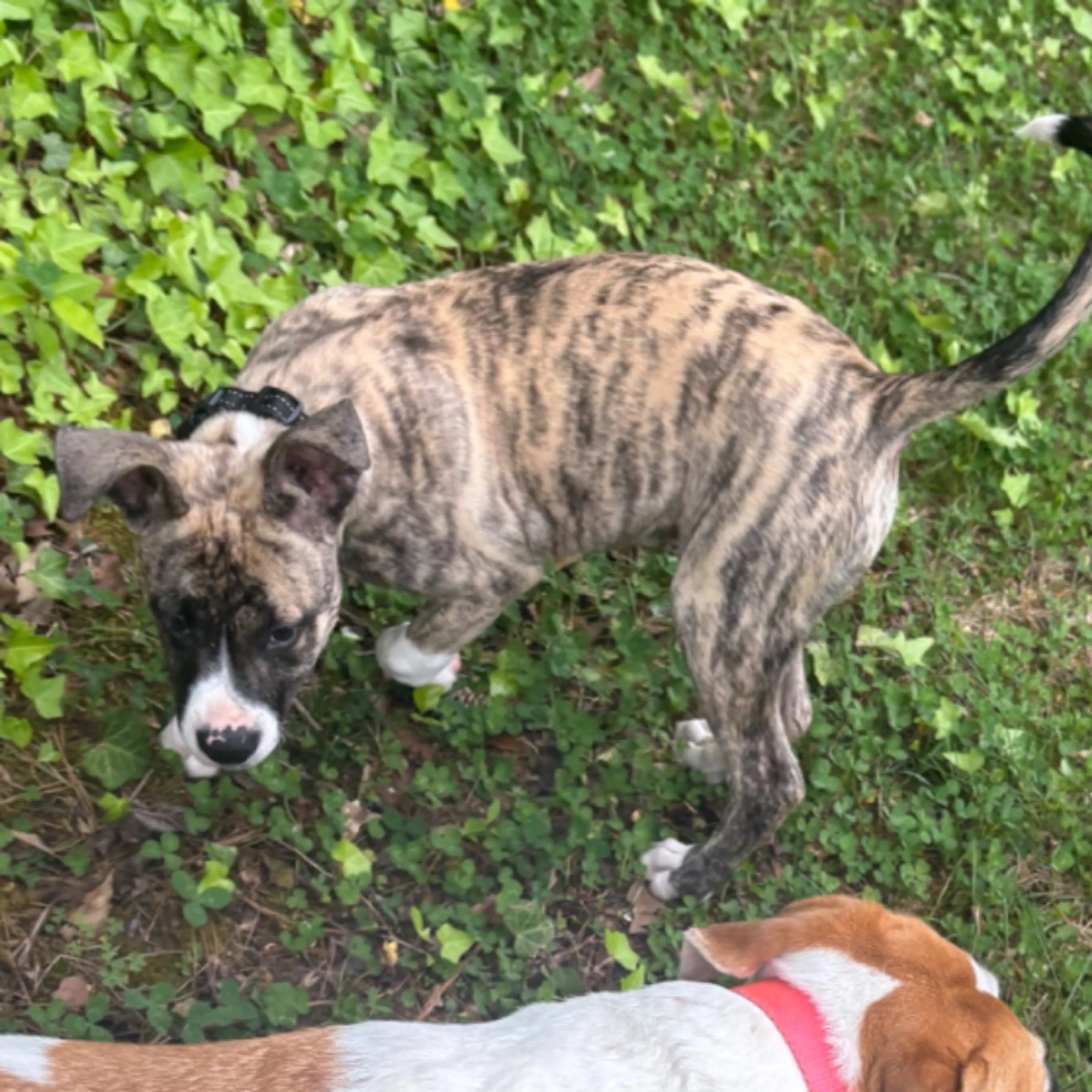 Lost pet