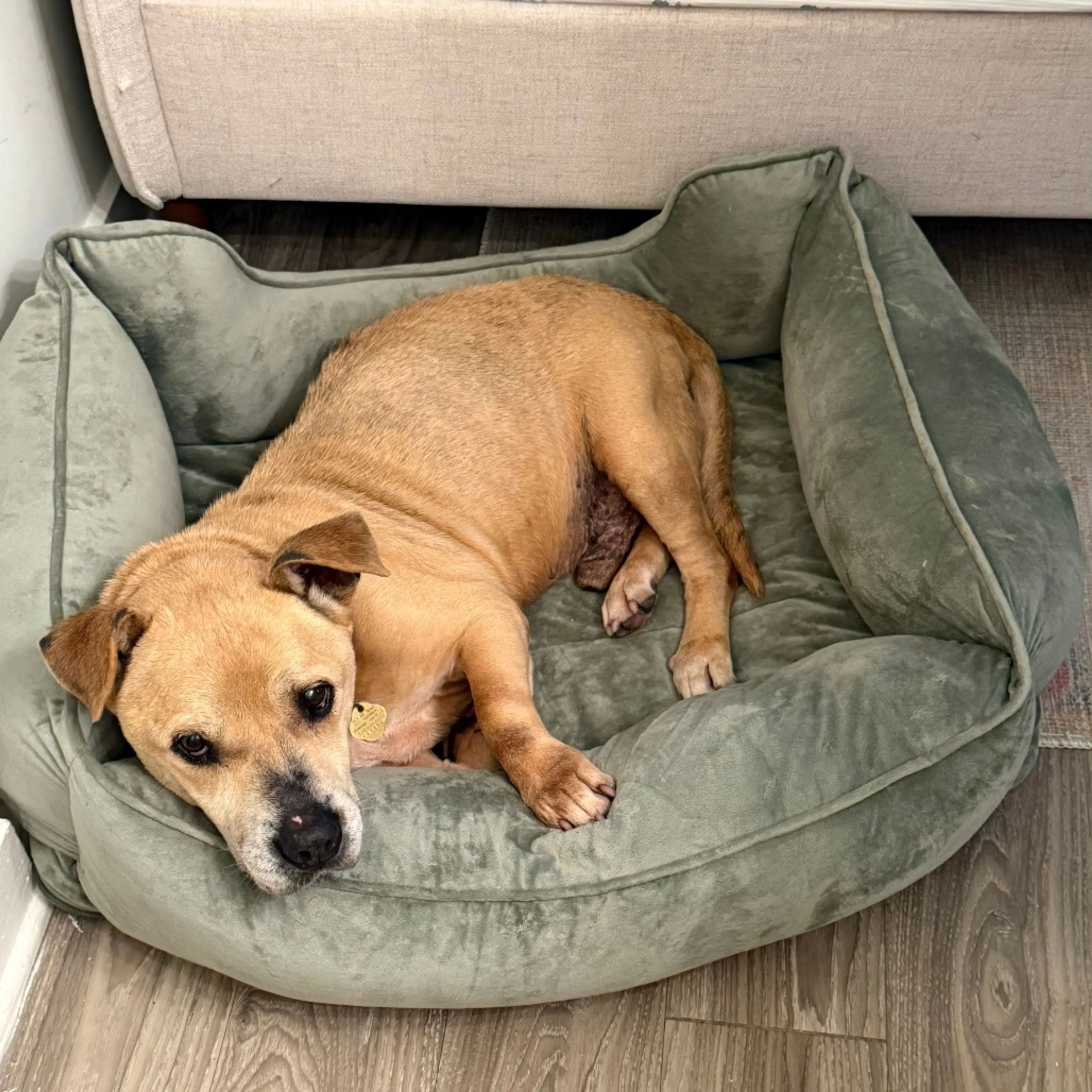 cdn image