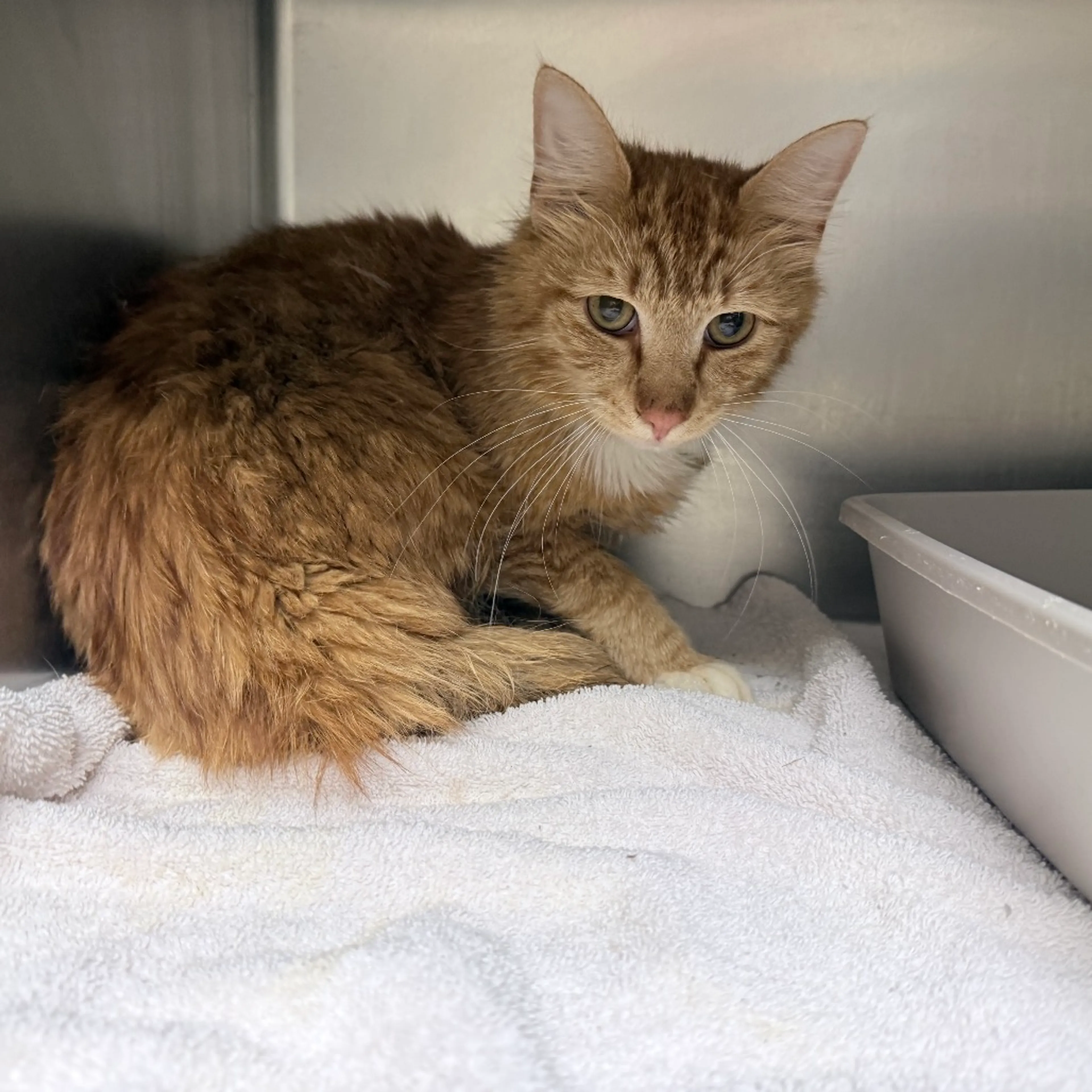Found pet-1