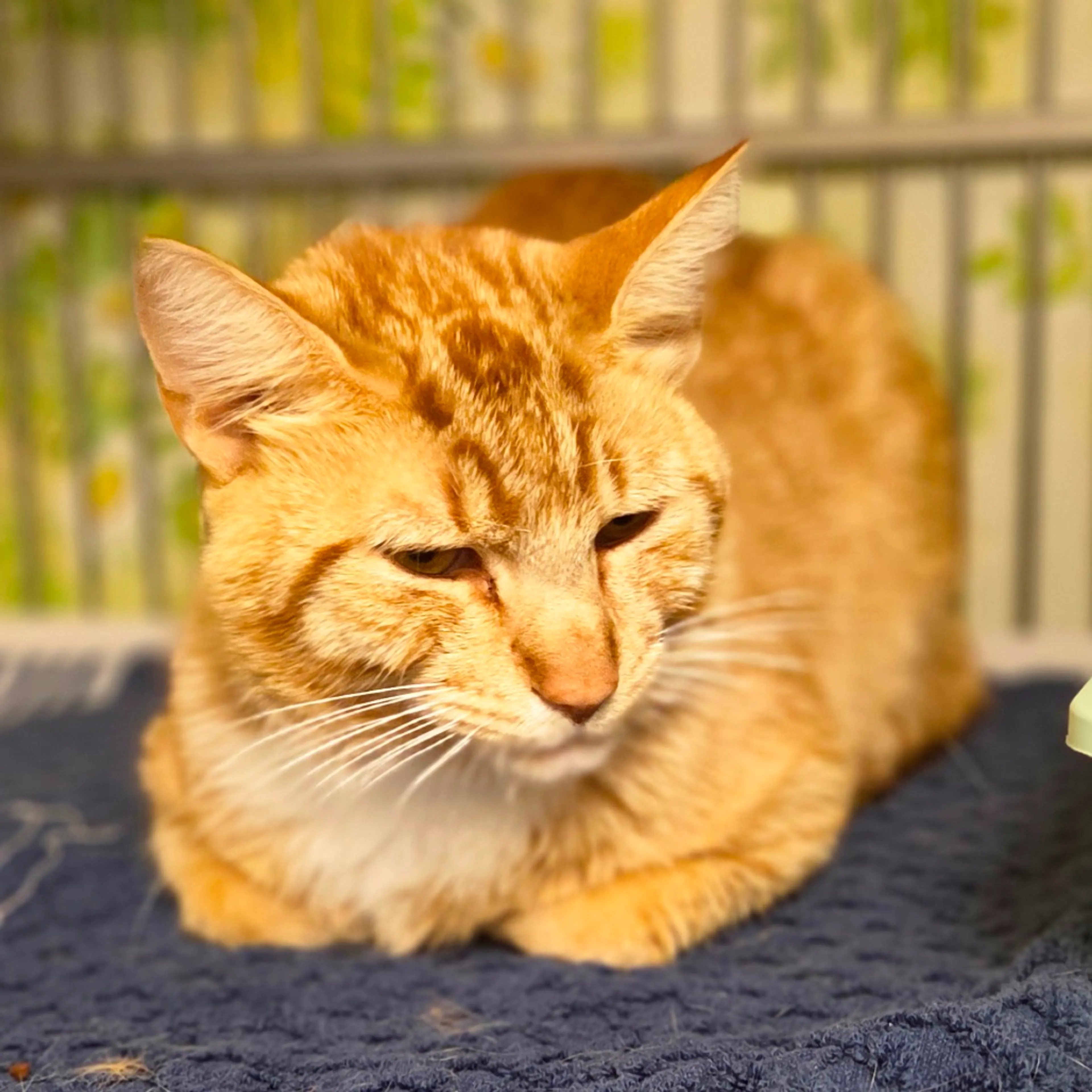 Found pet-2