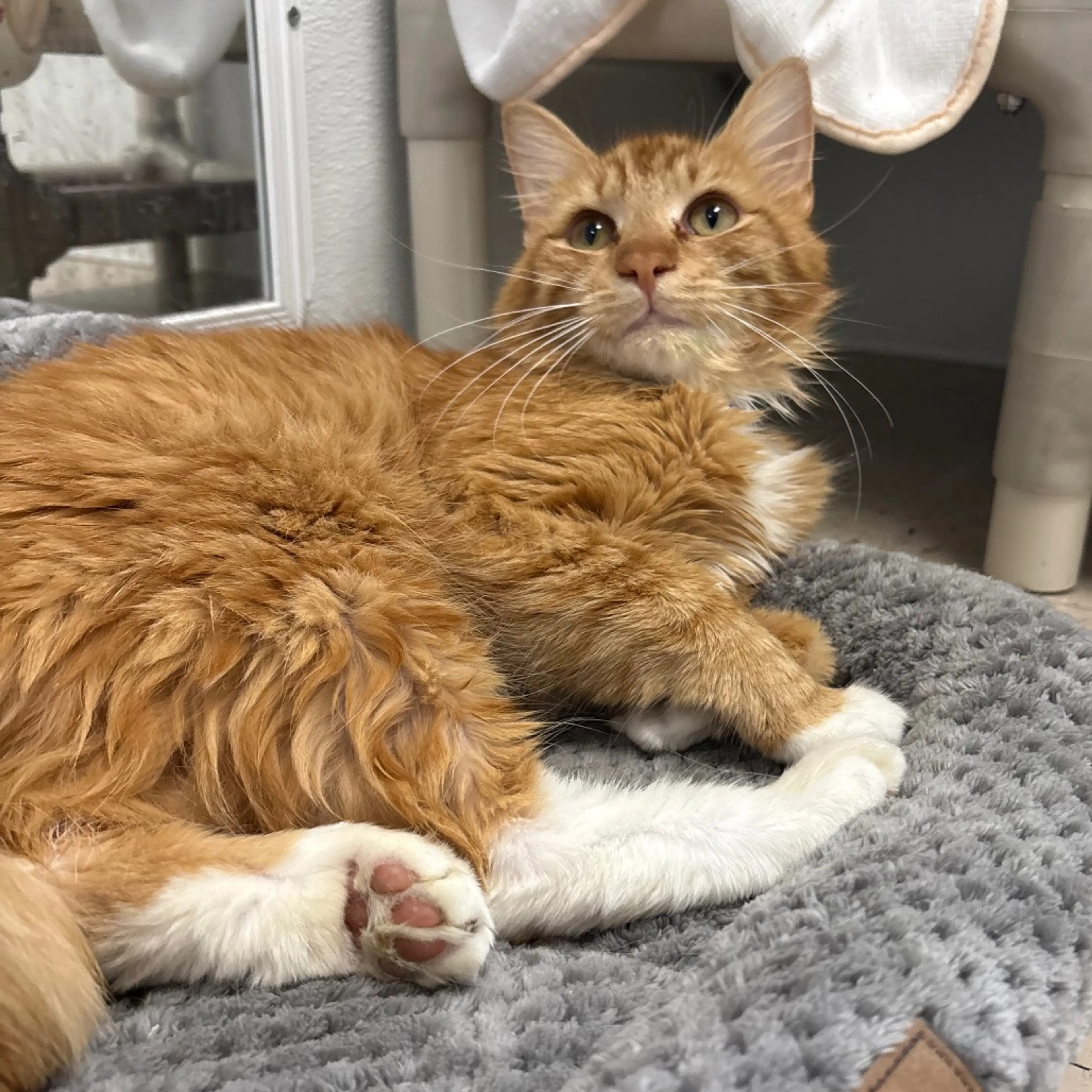 Found pet-5