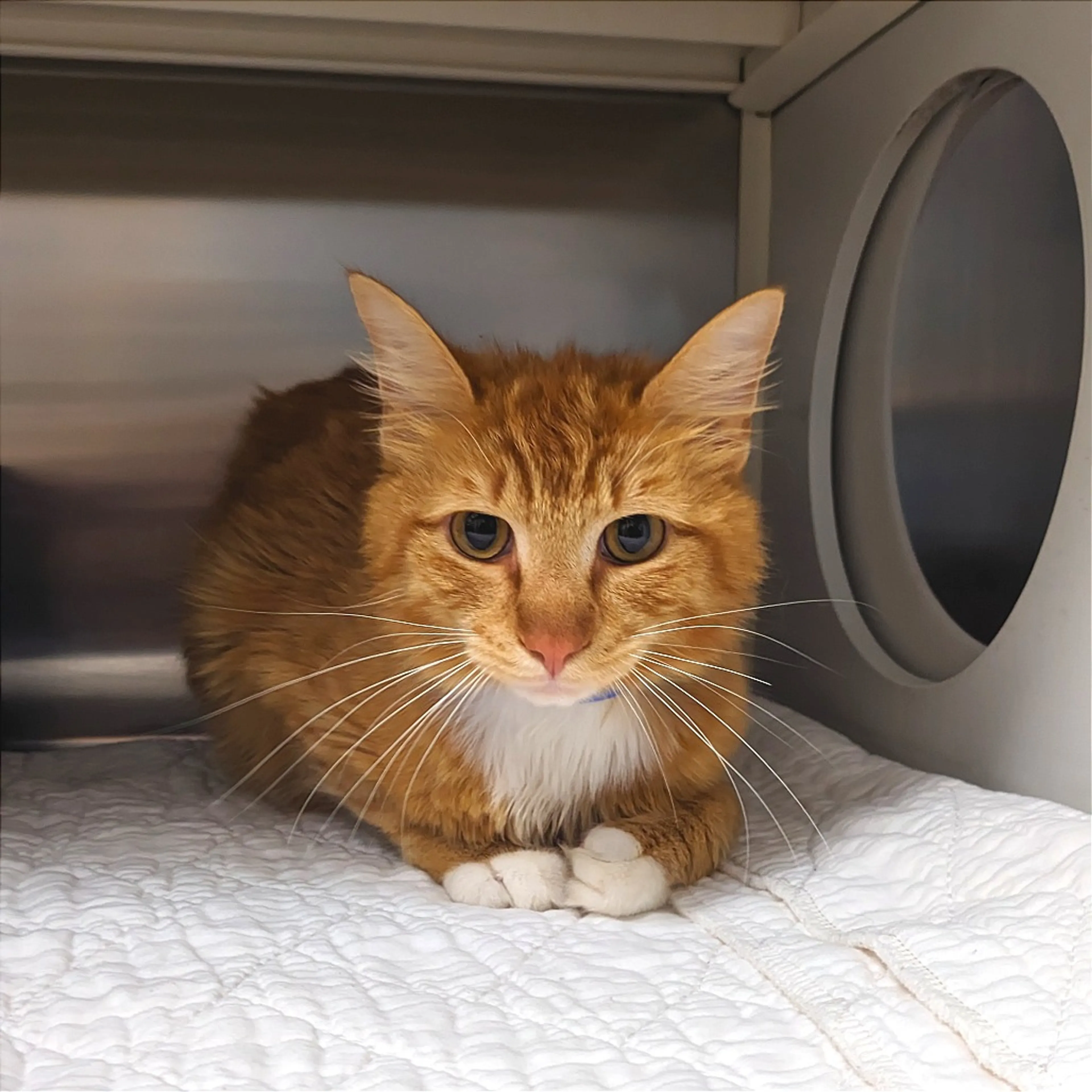 Found pet-3