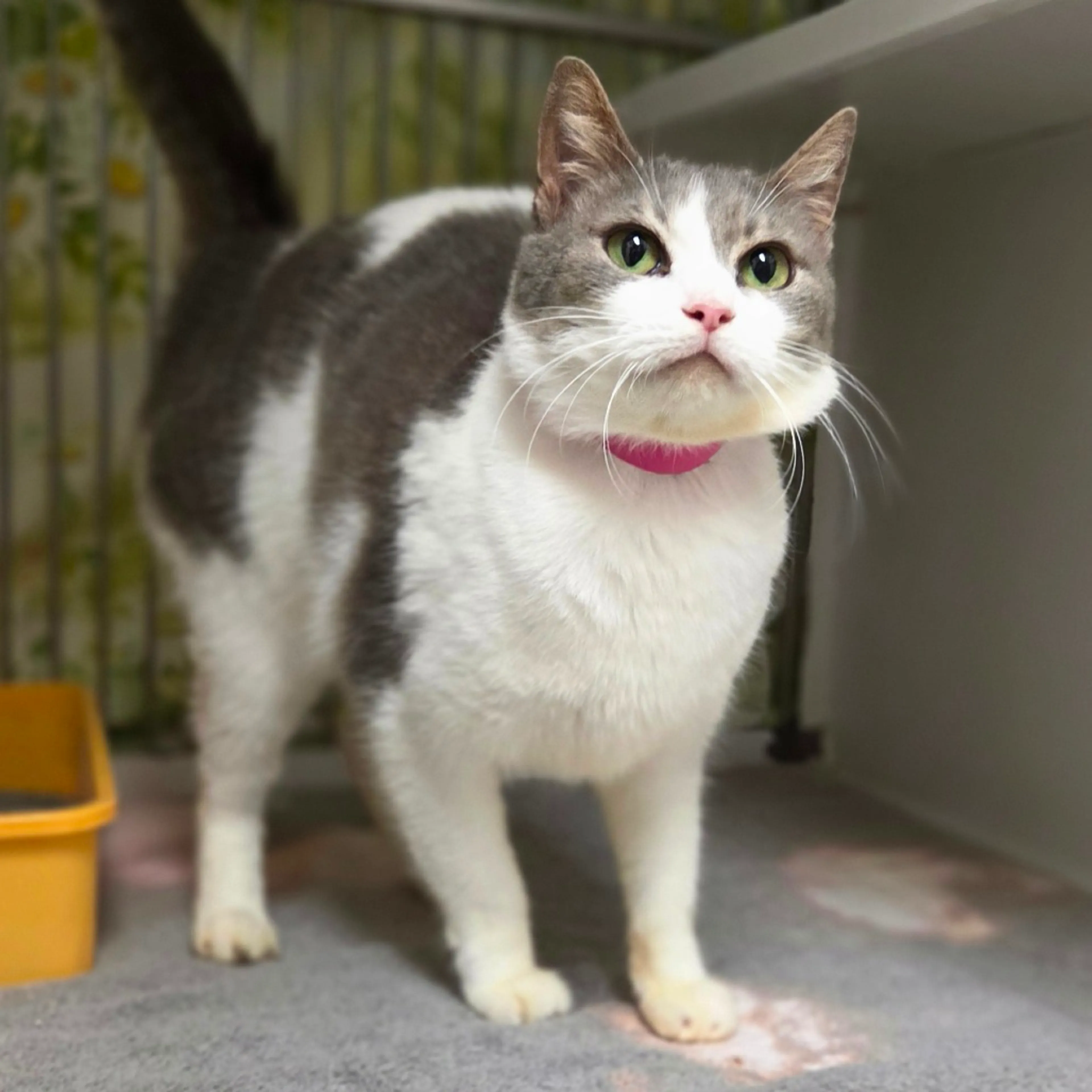 Found pet-0