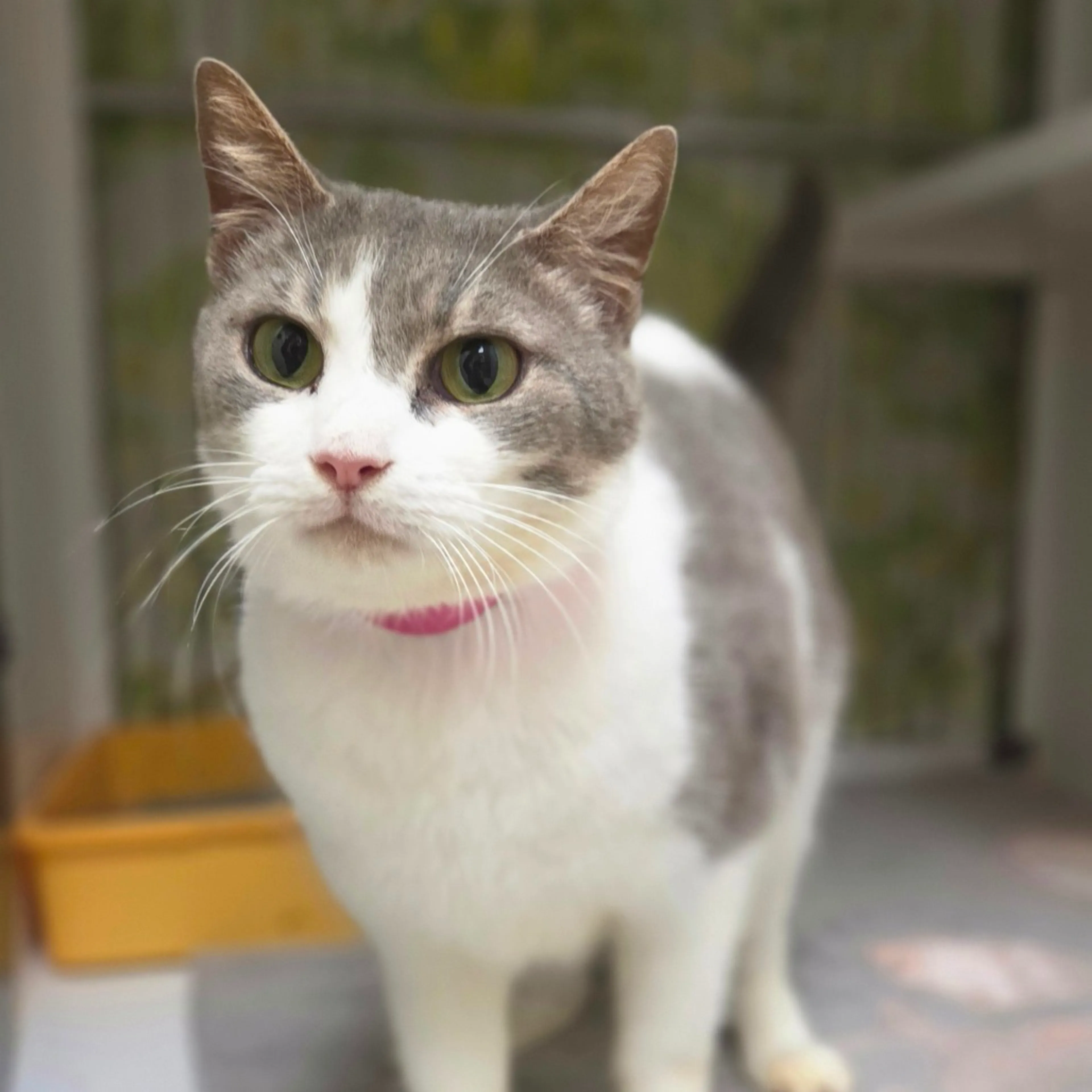 Found pet-2