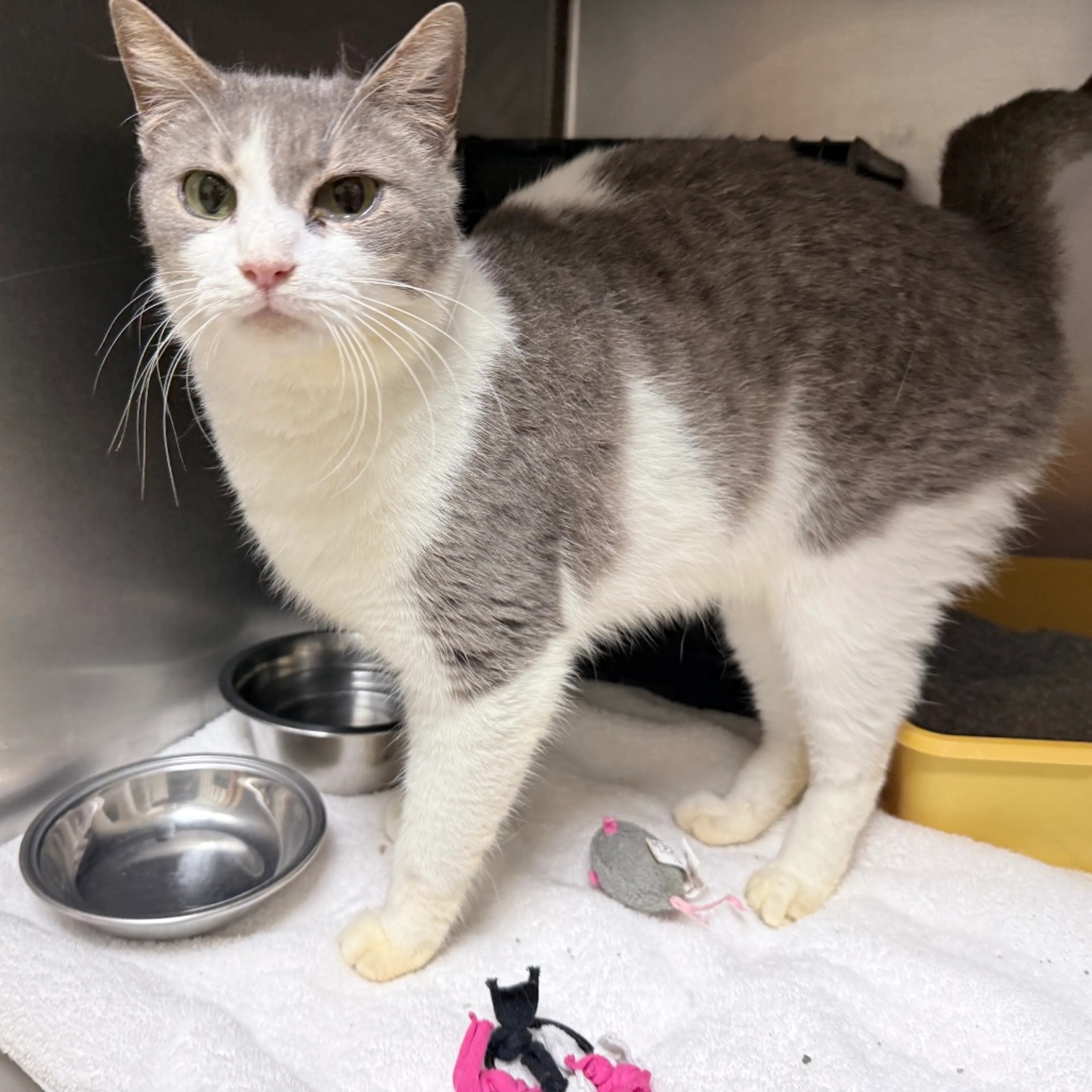 Found pet-1