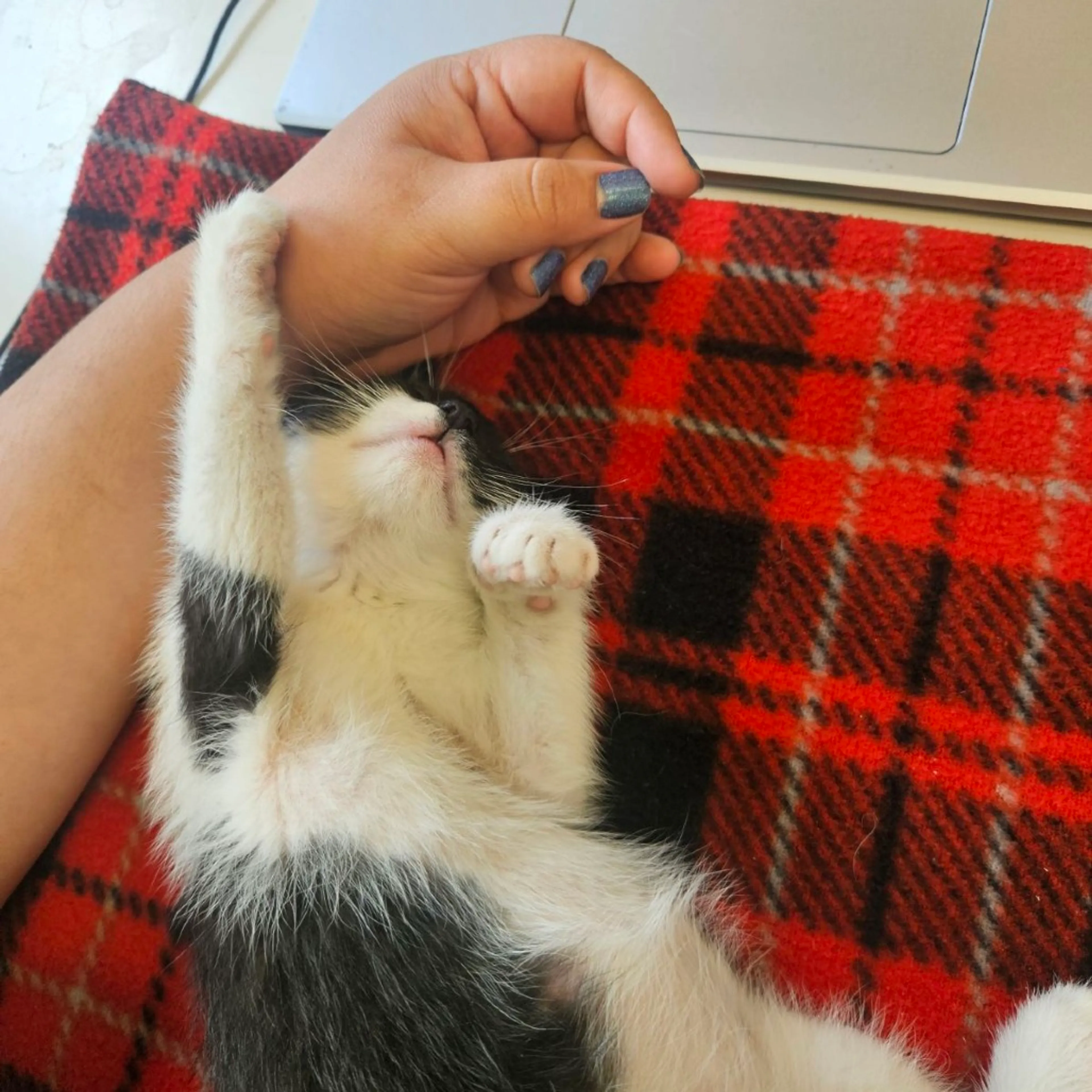 Found pet-3