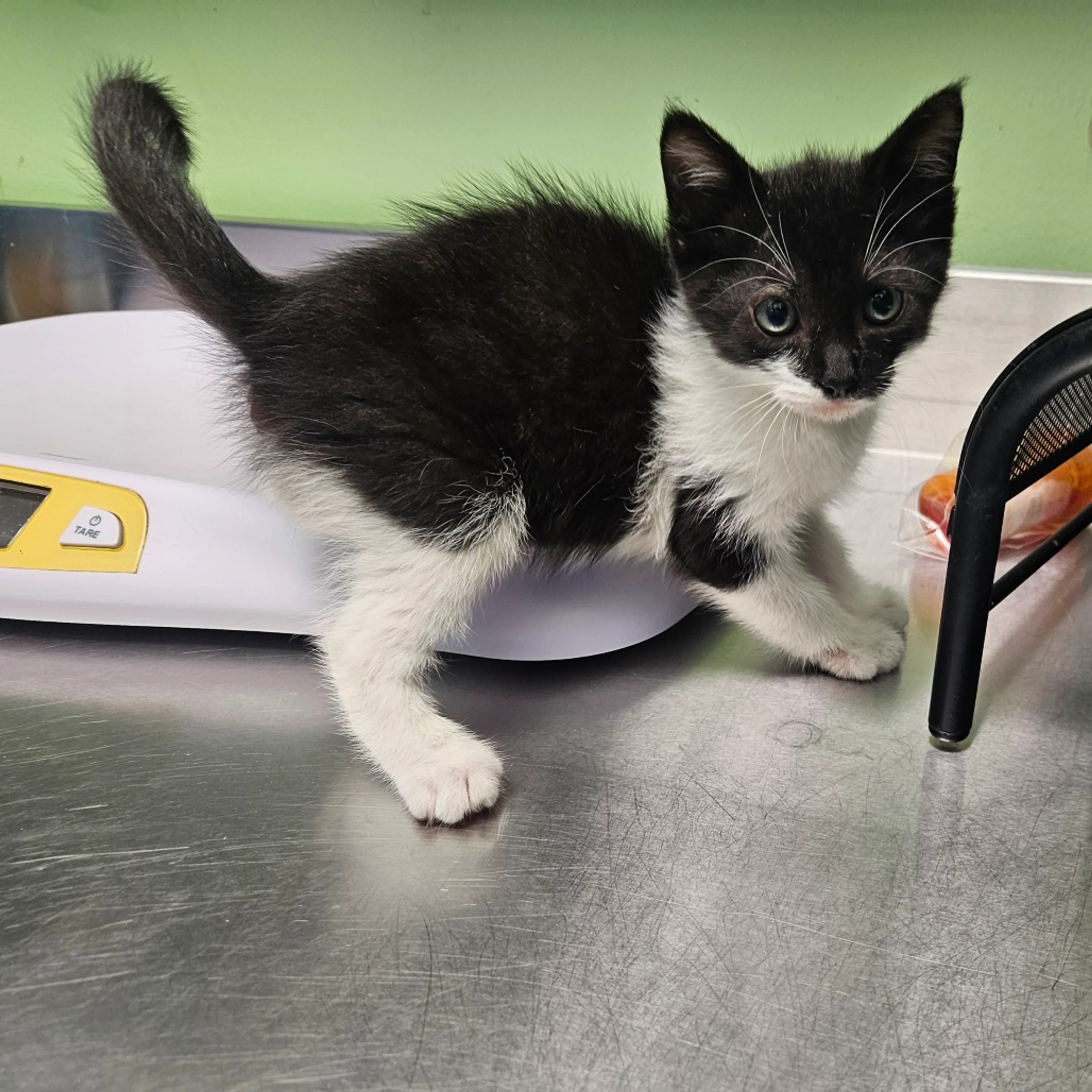 Found pet-1