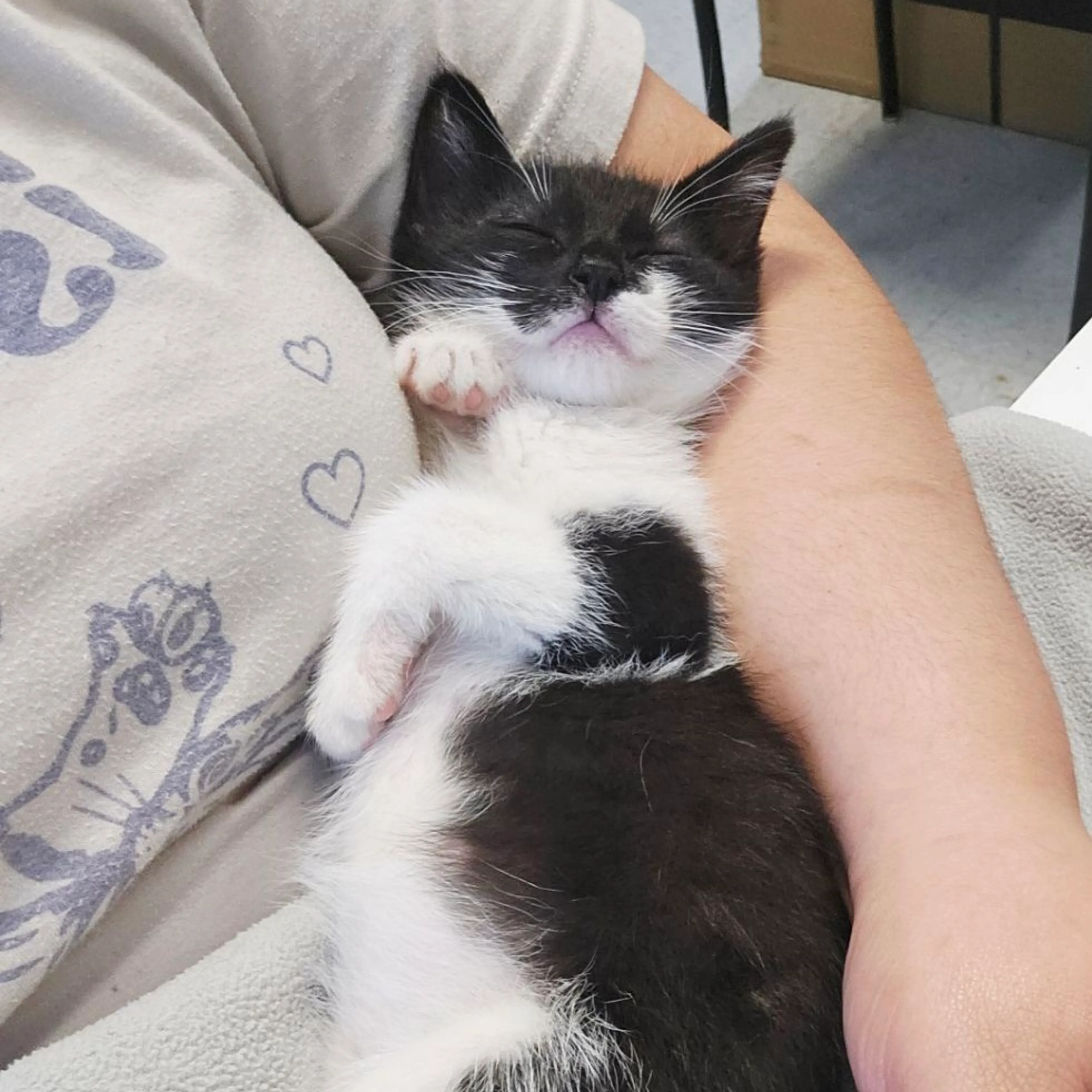 Found pet-6