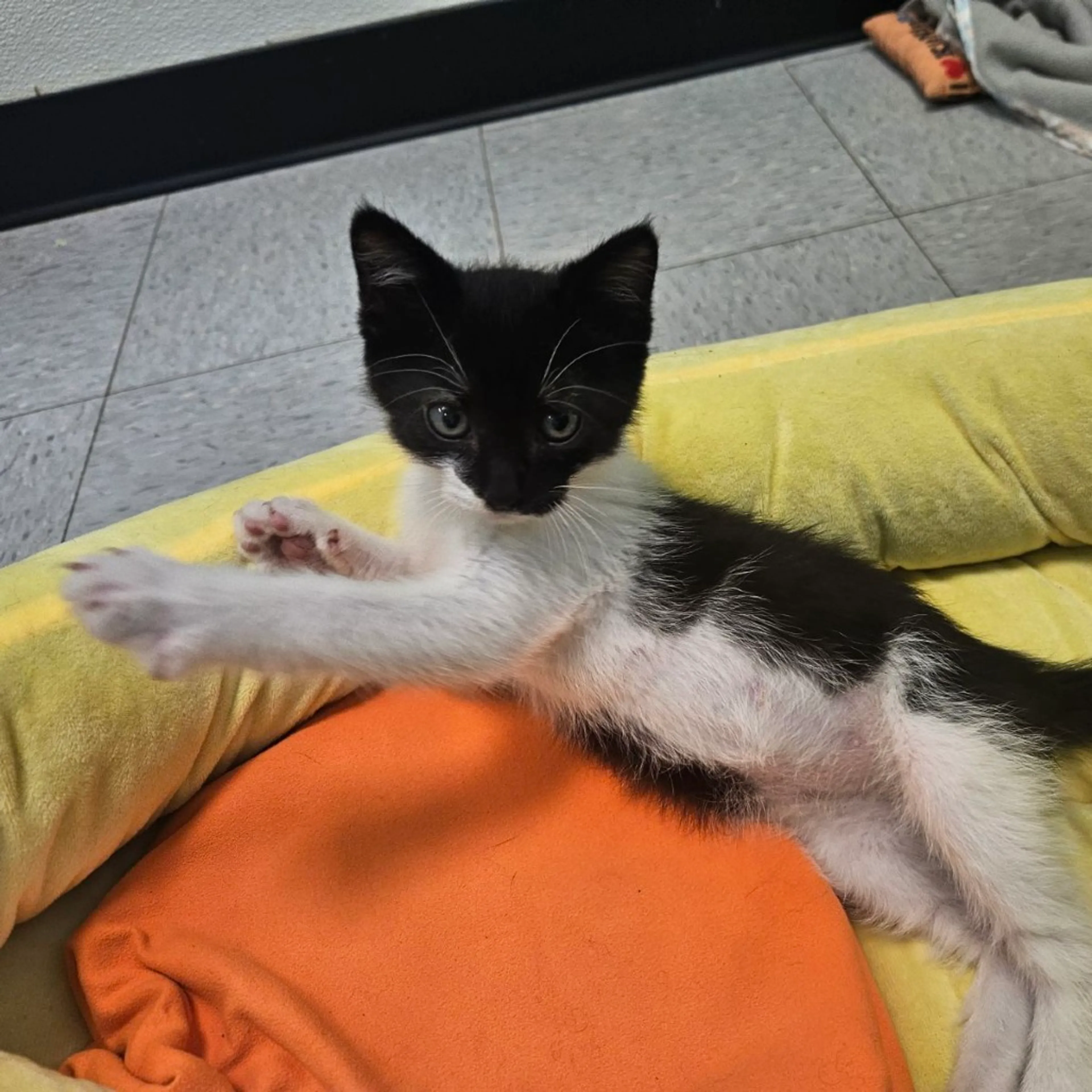 Found pet-4