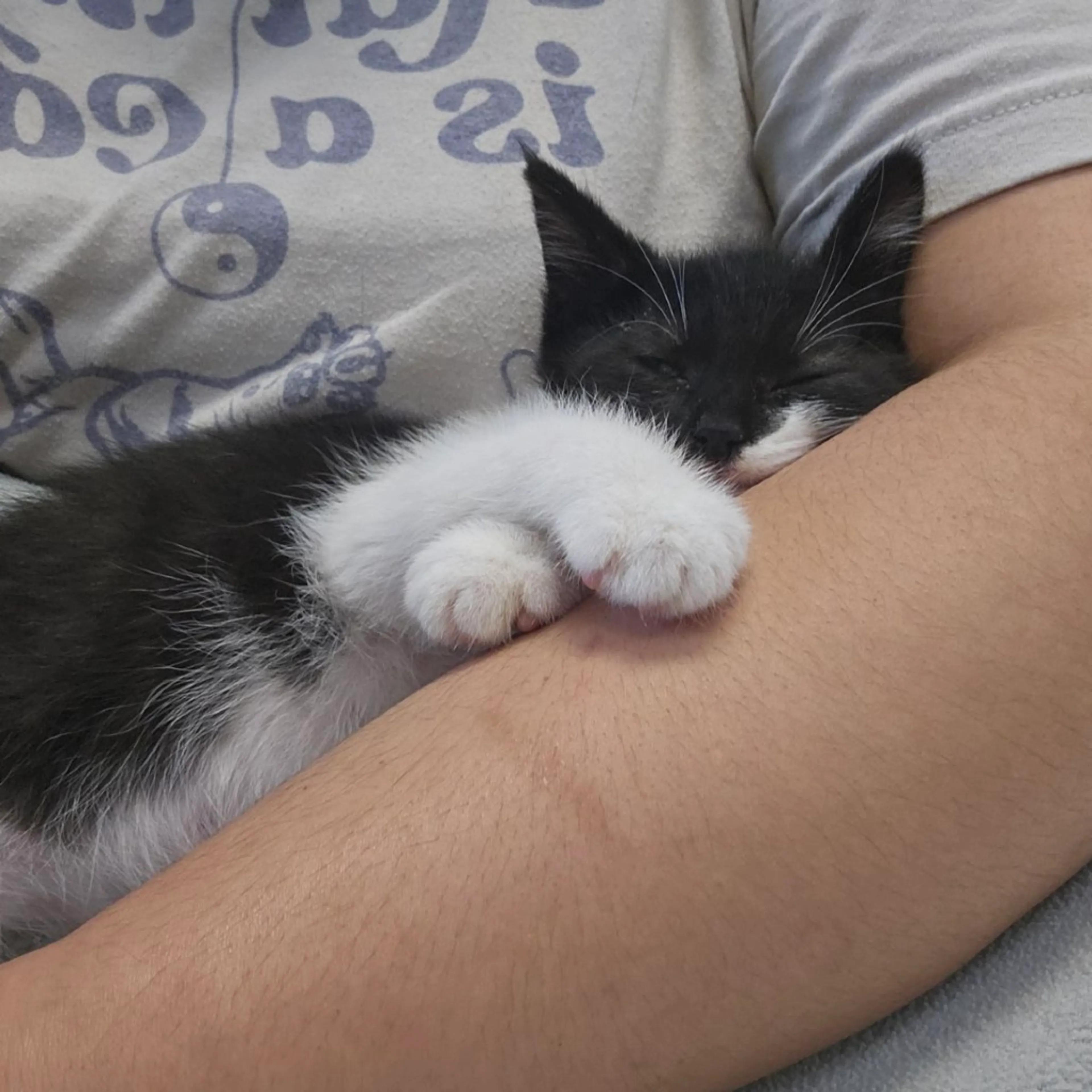 Found pet-7