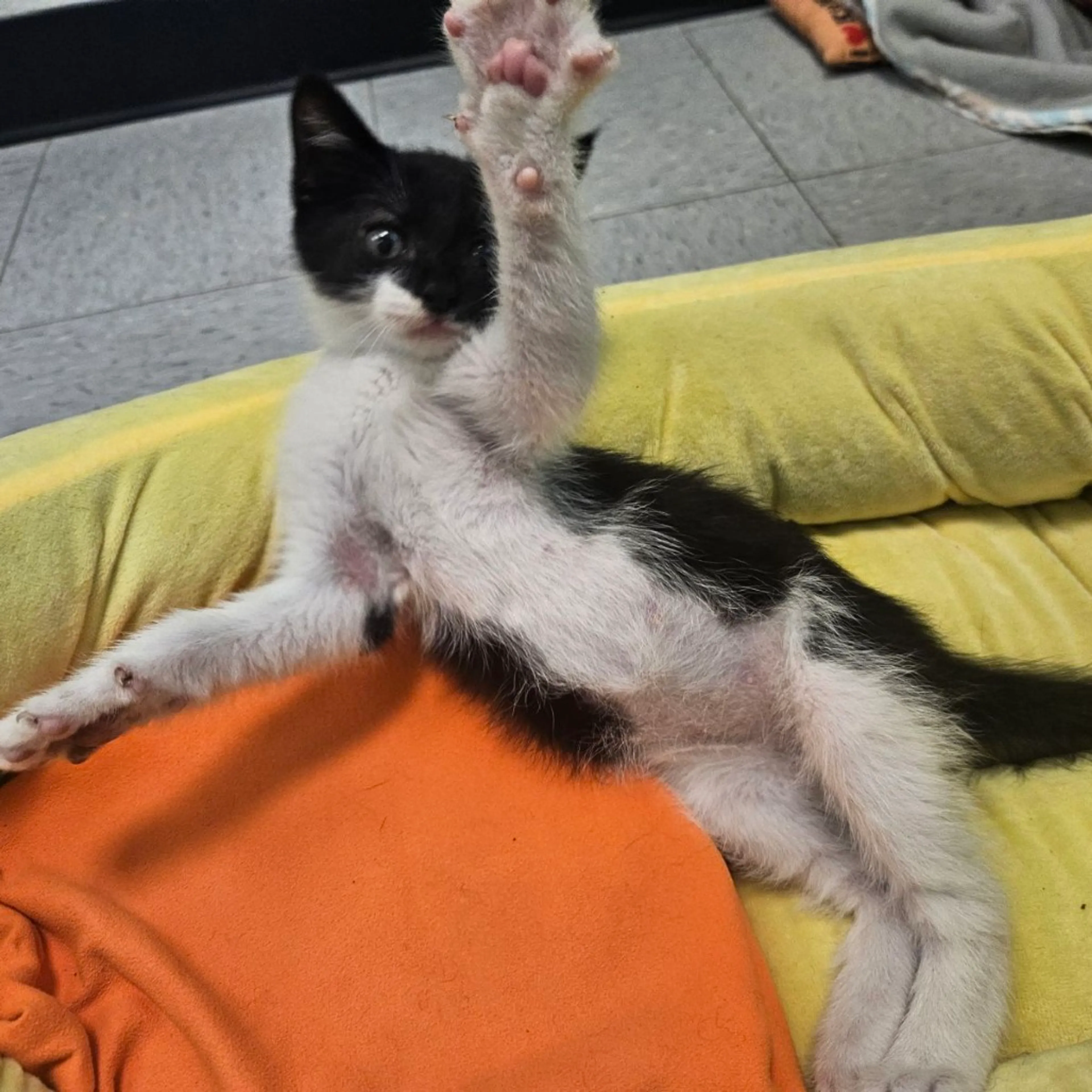 Found pet-5