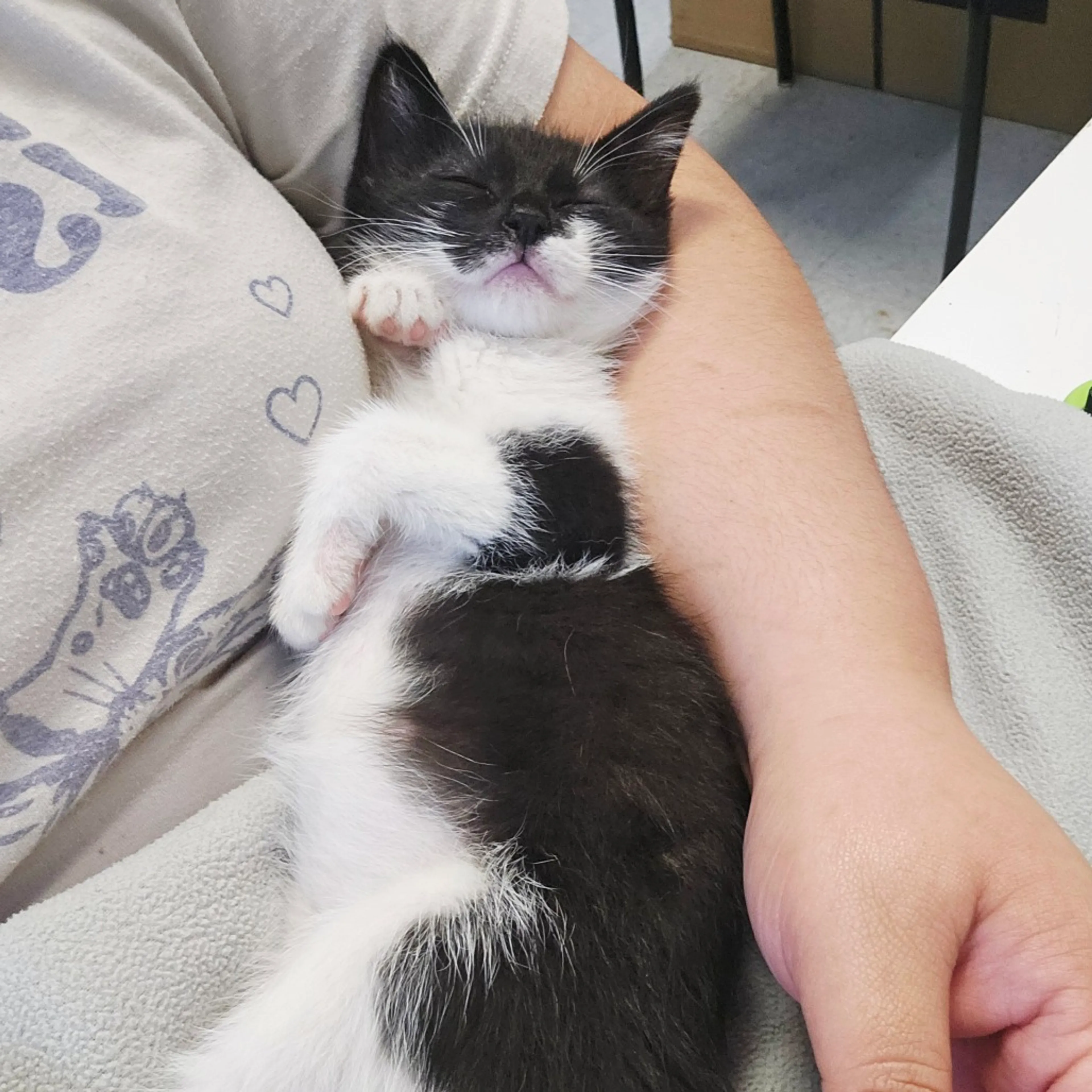 Found pet-2