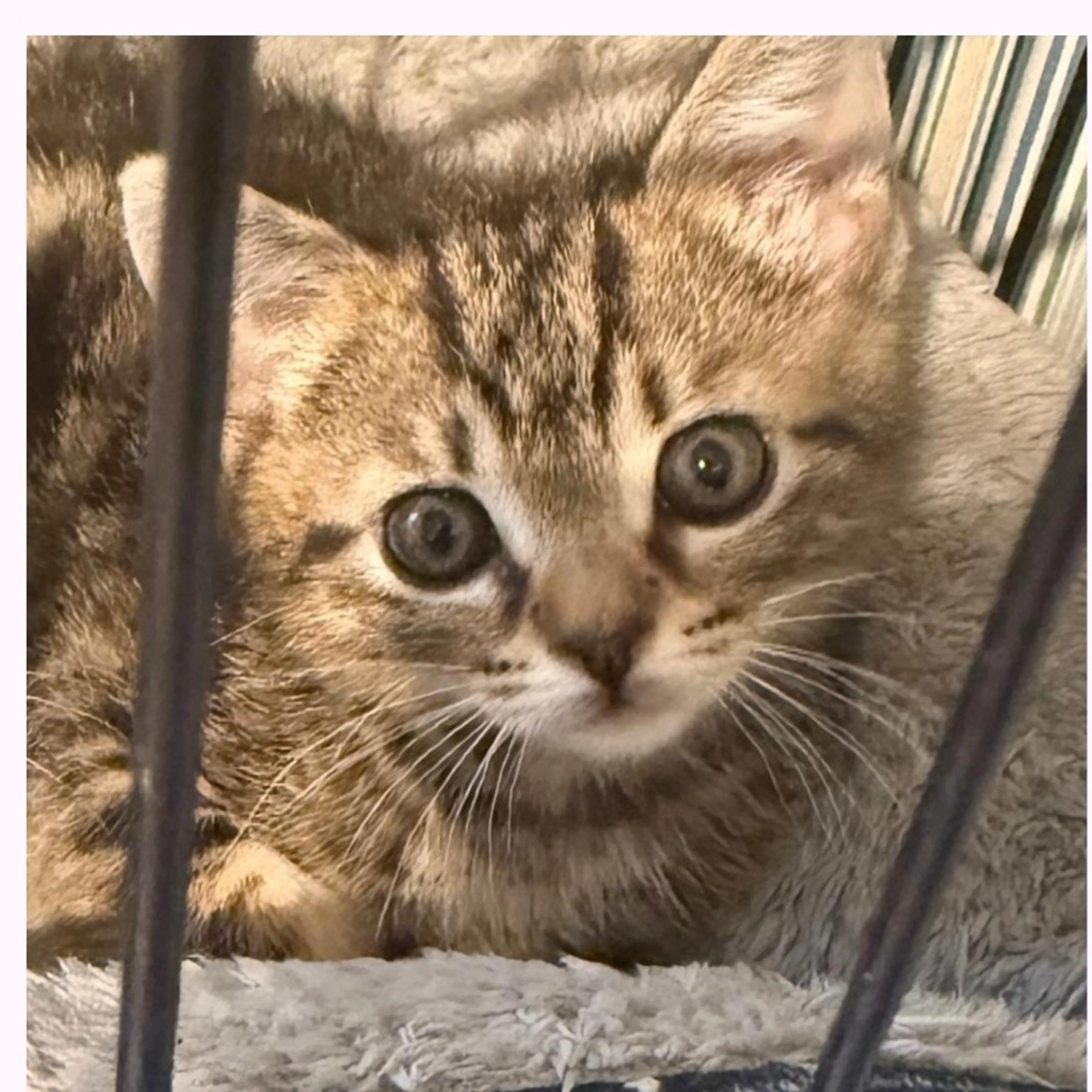 Found pet-1
