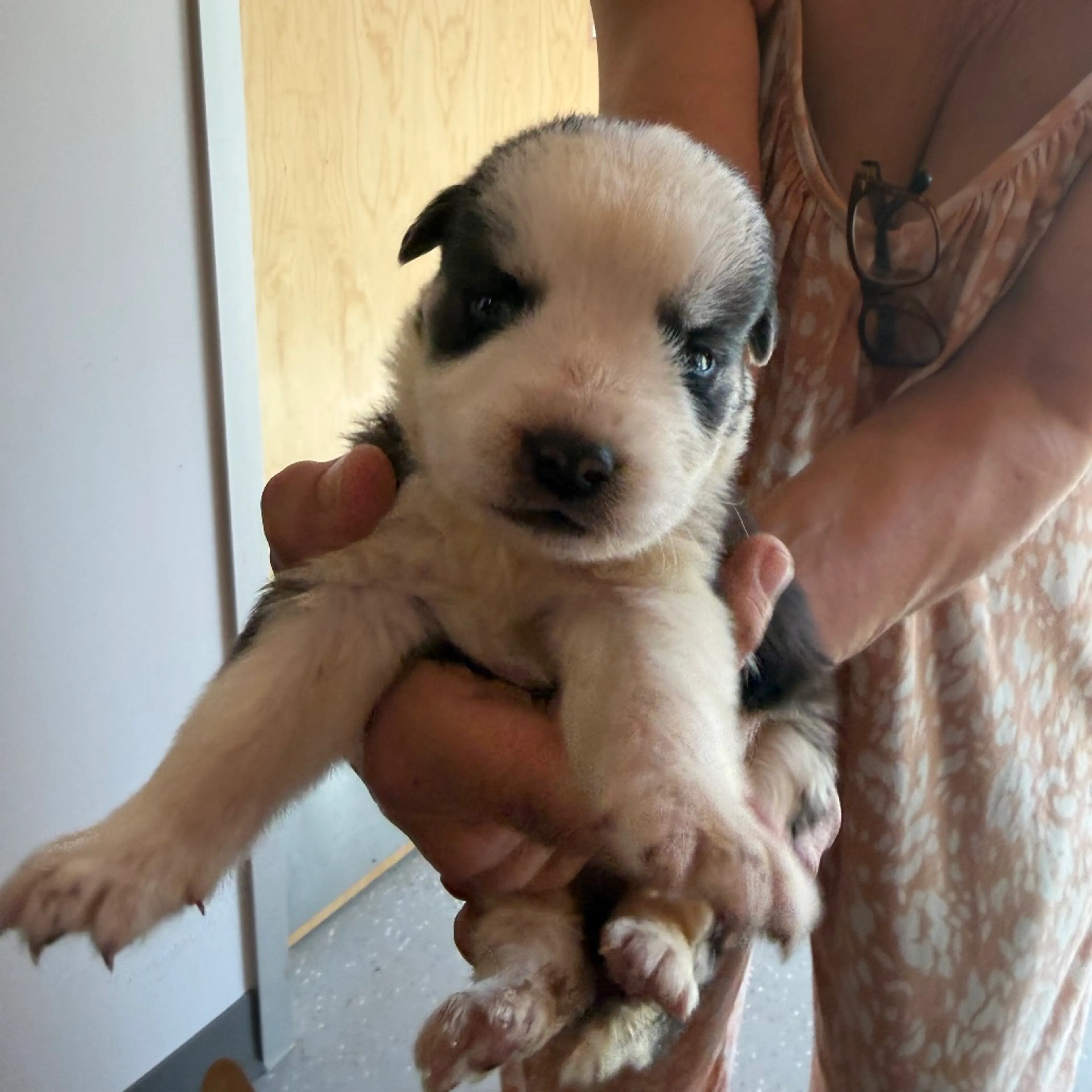 Found pet-1
