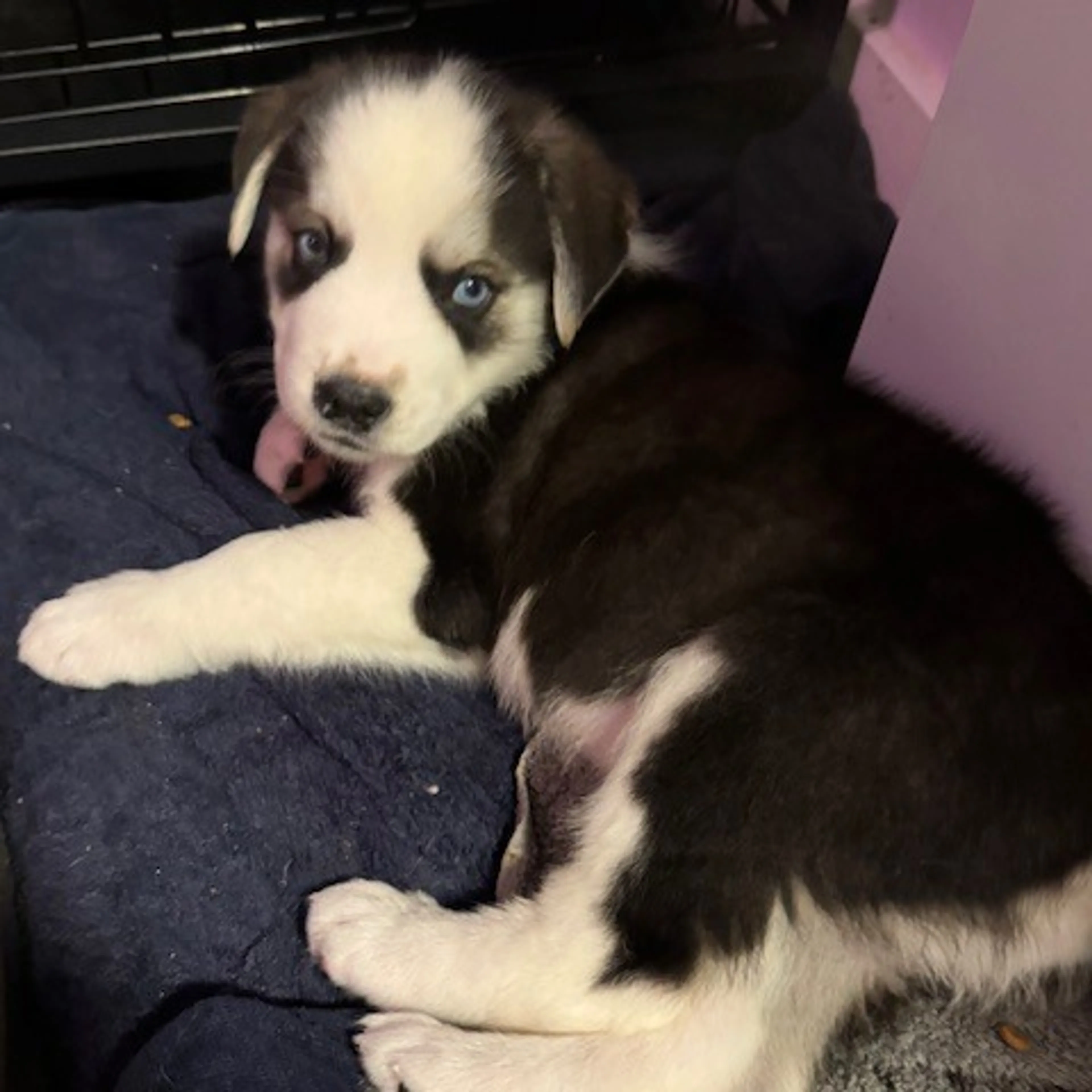 Found pet-2