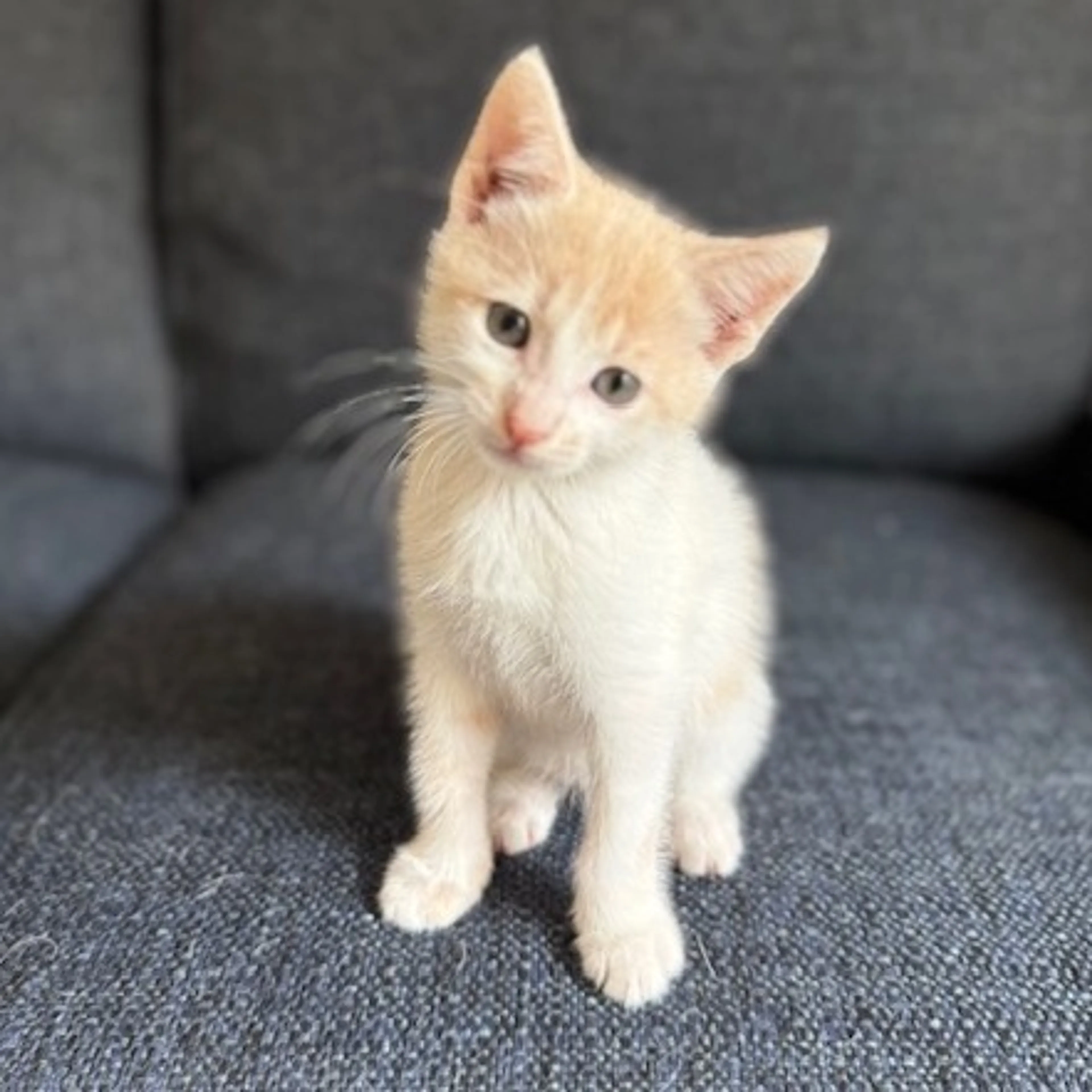 Found pet-0