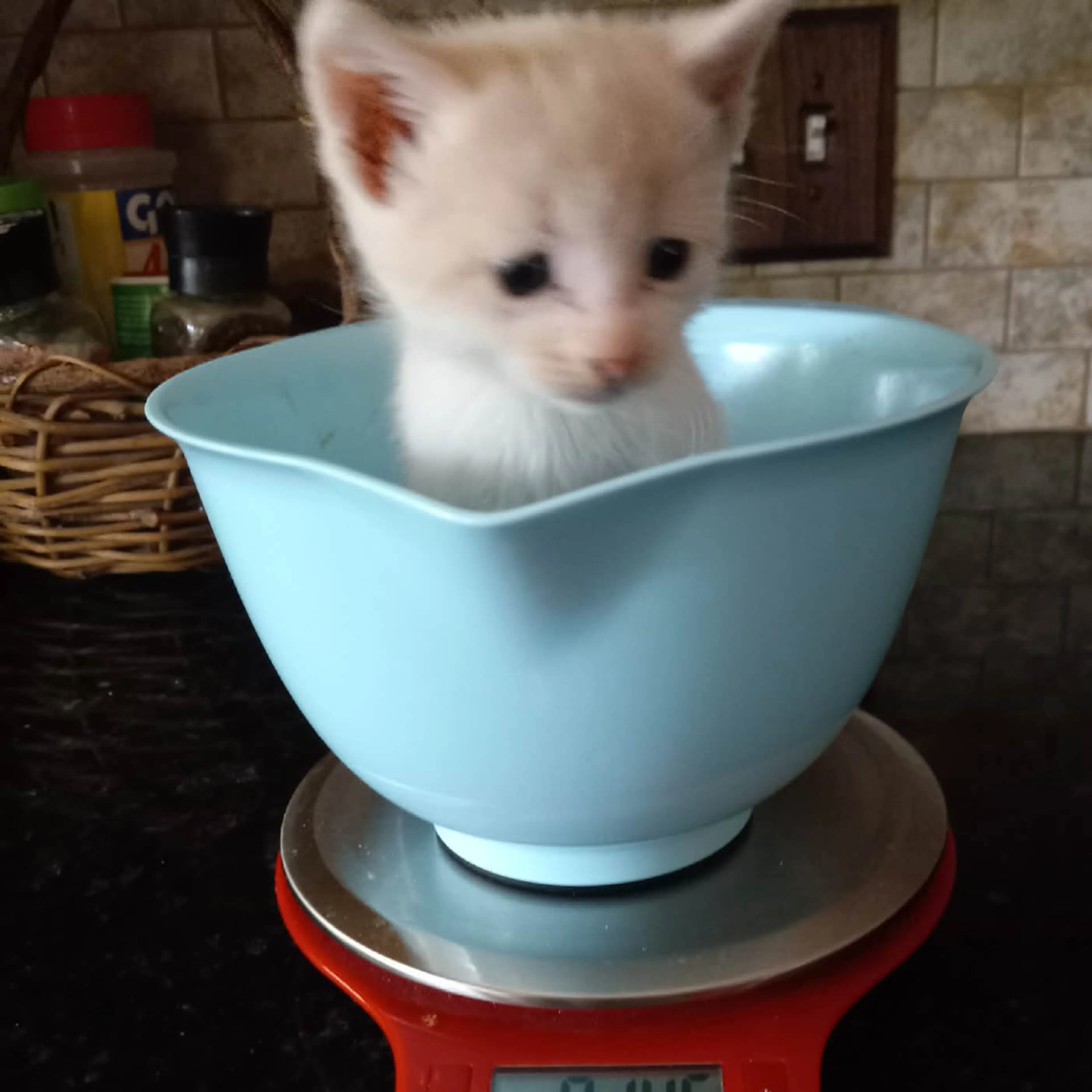 Found pet-1