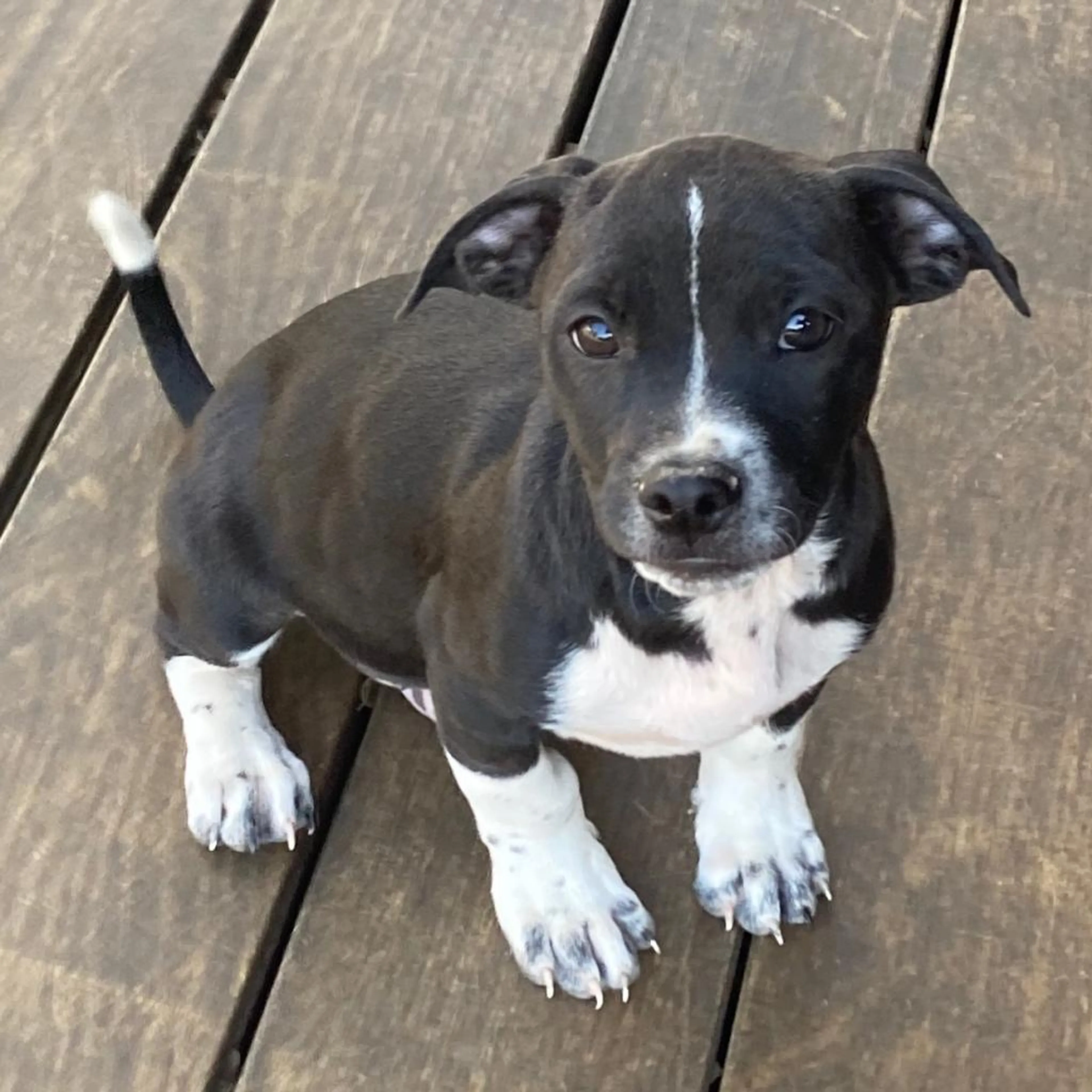 Found pet-3