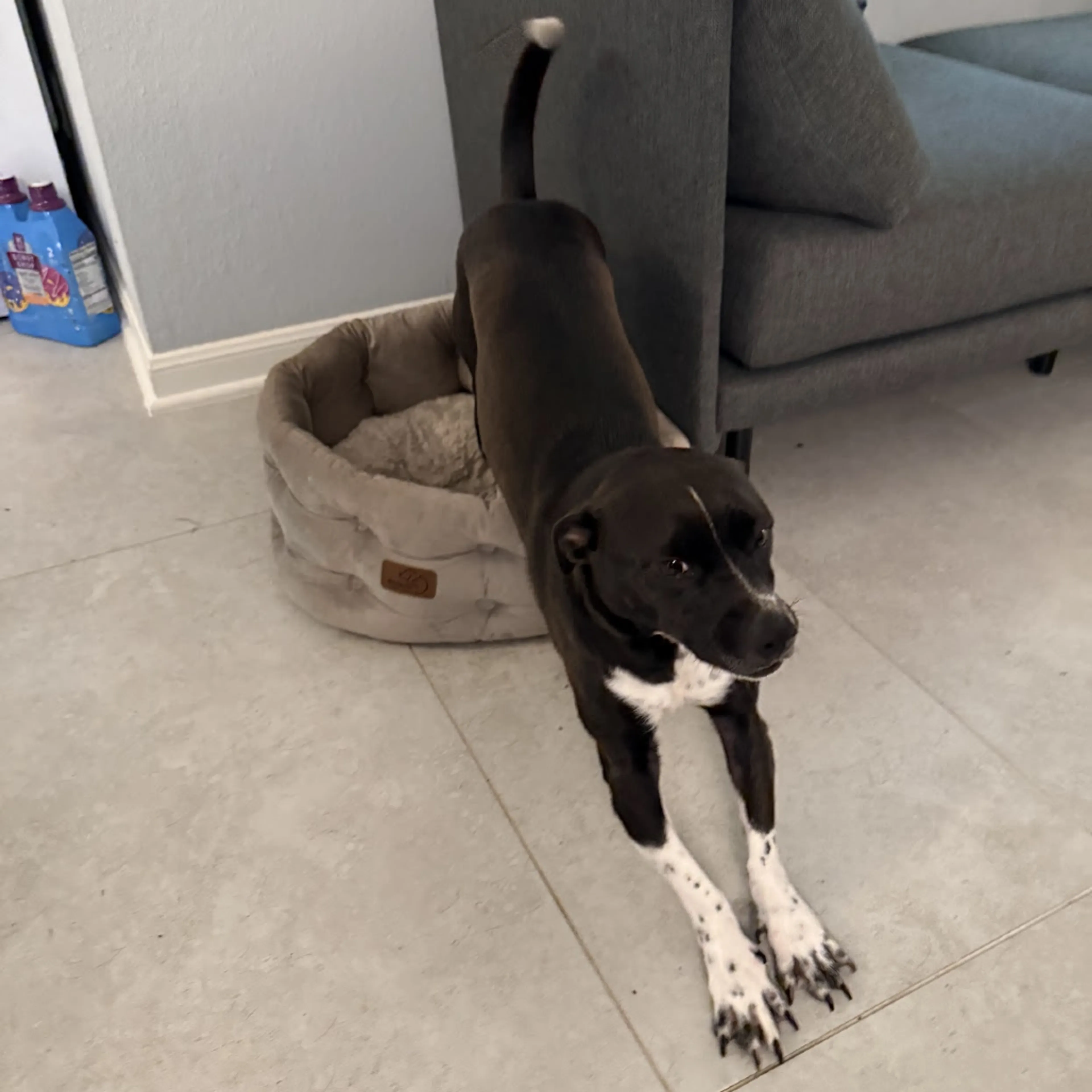 Found pet-1