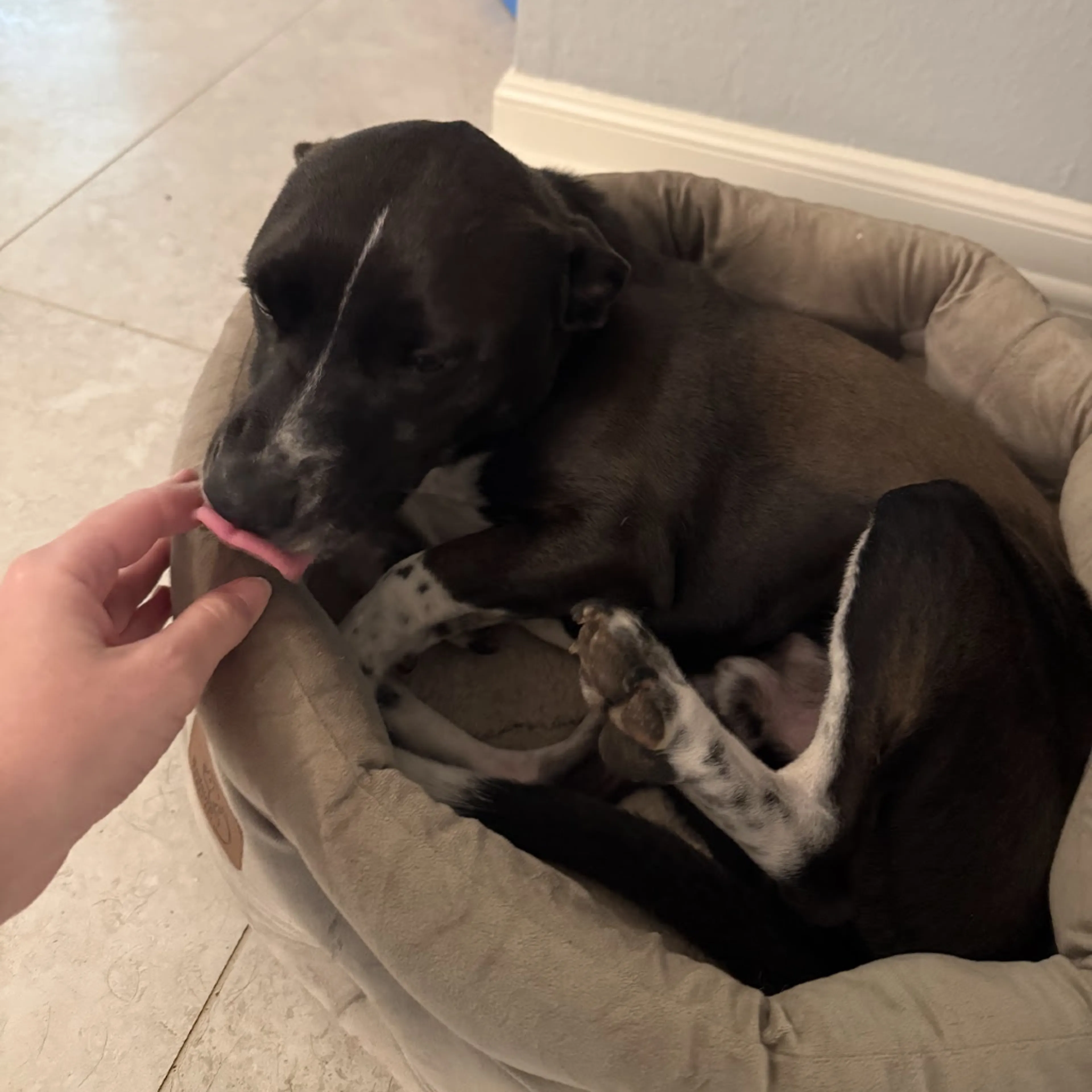 Found pet-2