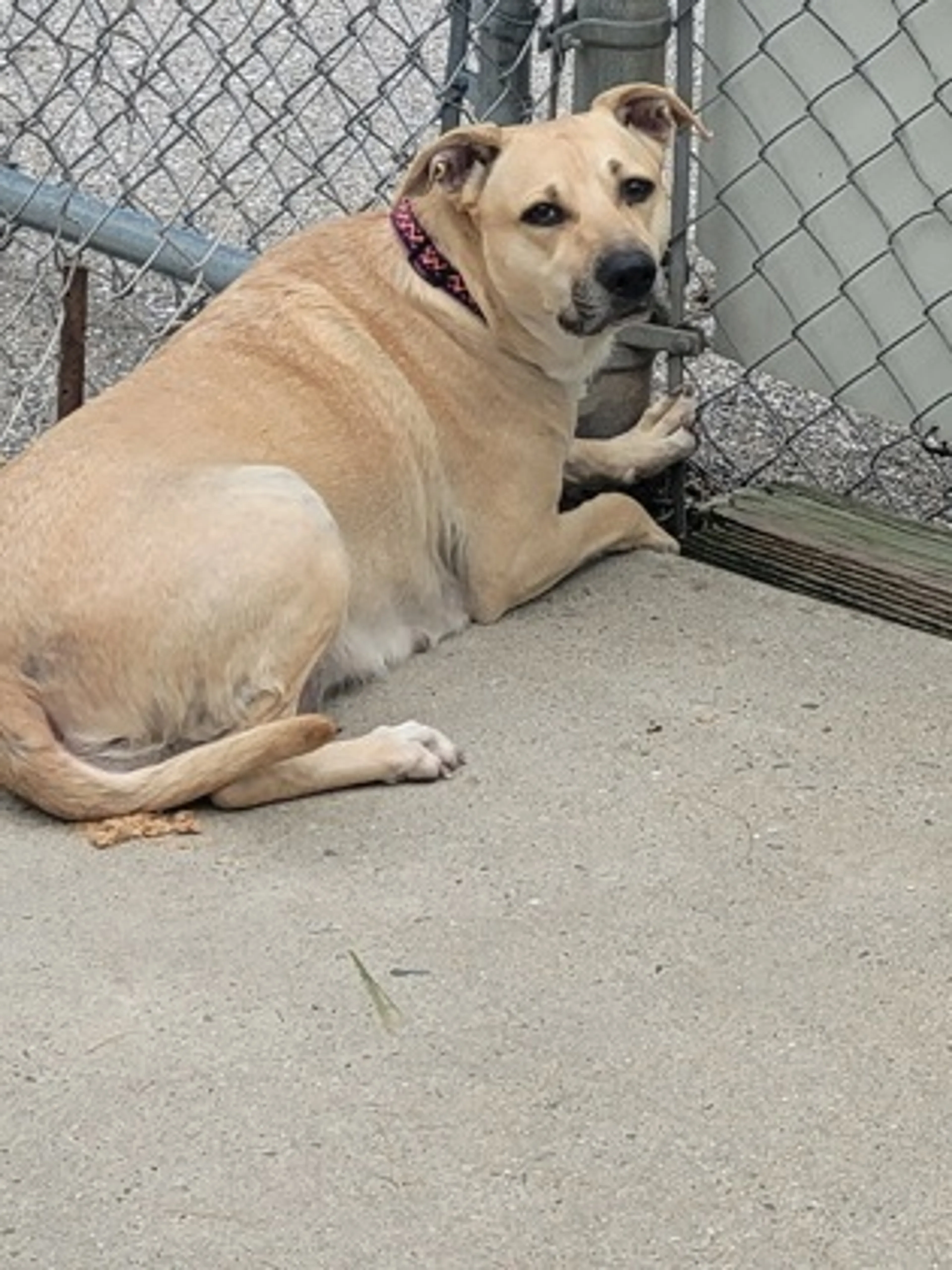 Found pet