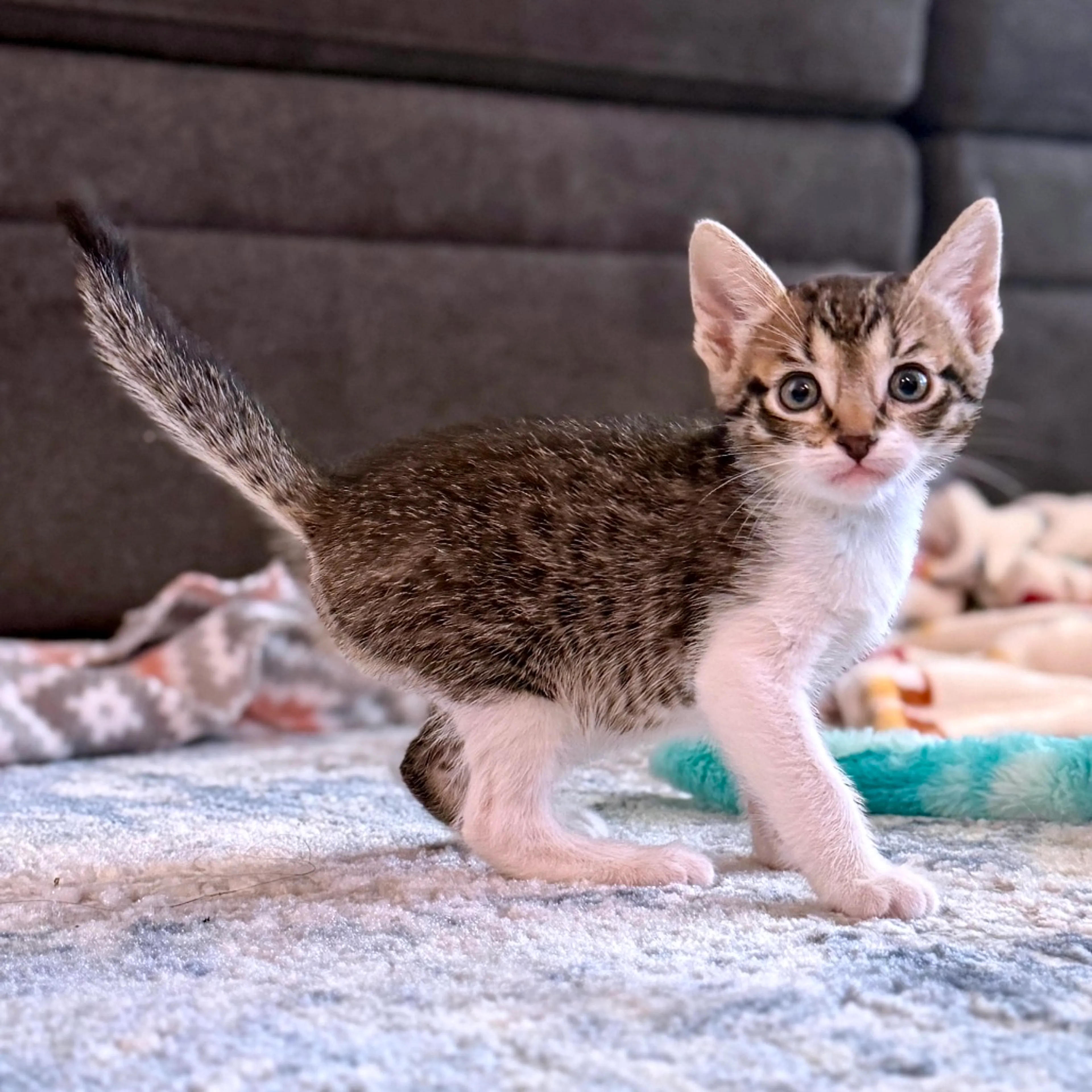 Found pet-1