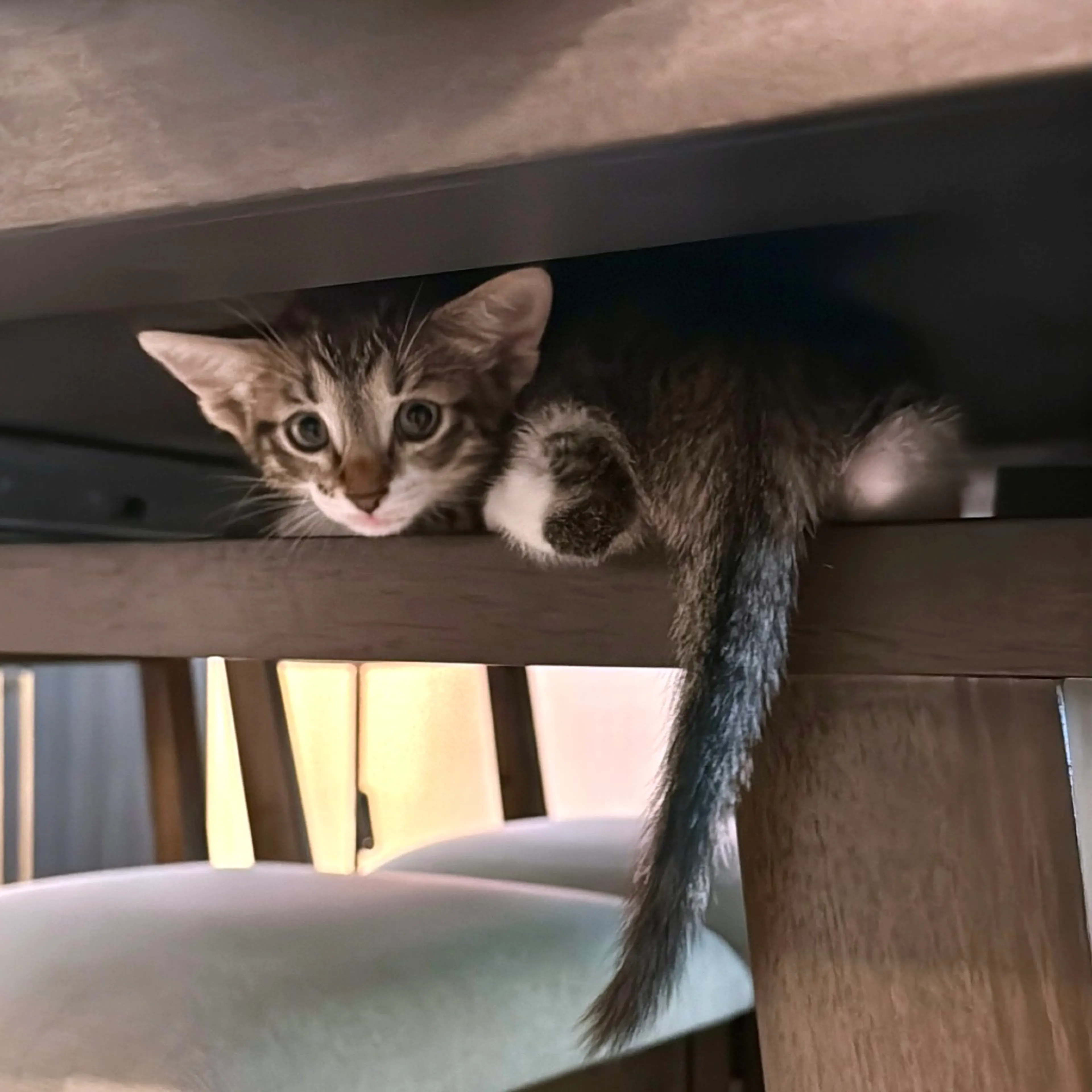 Found pet-2