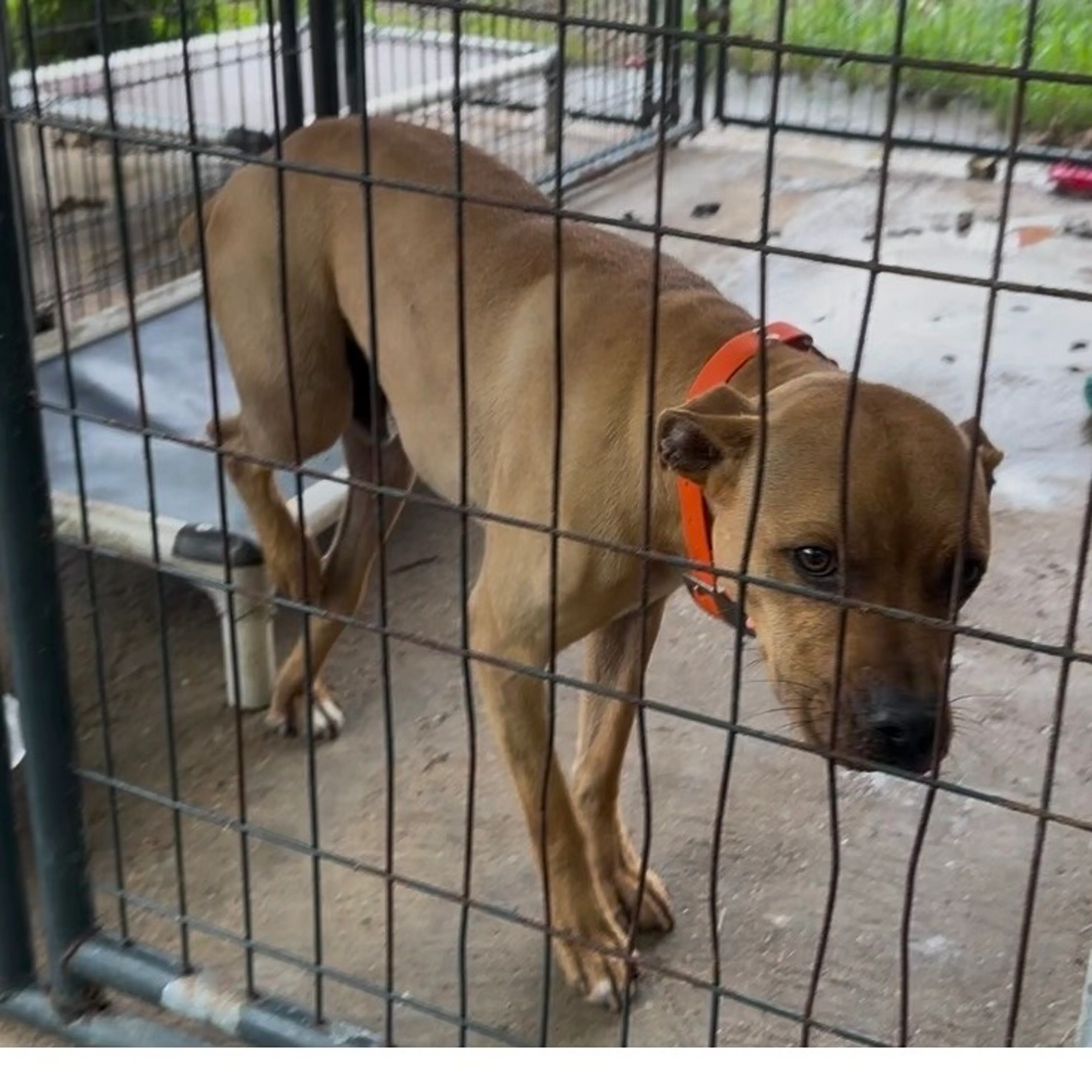 Found pet-2