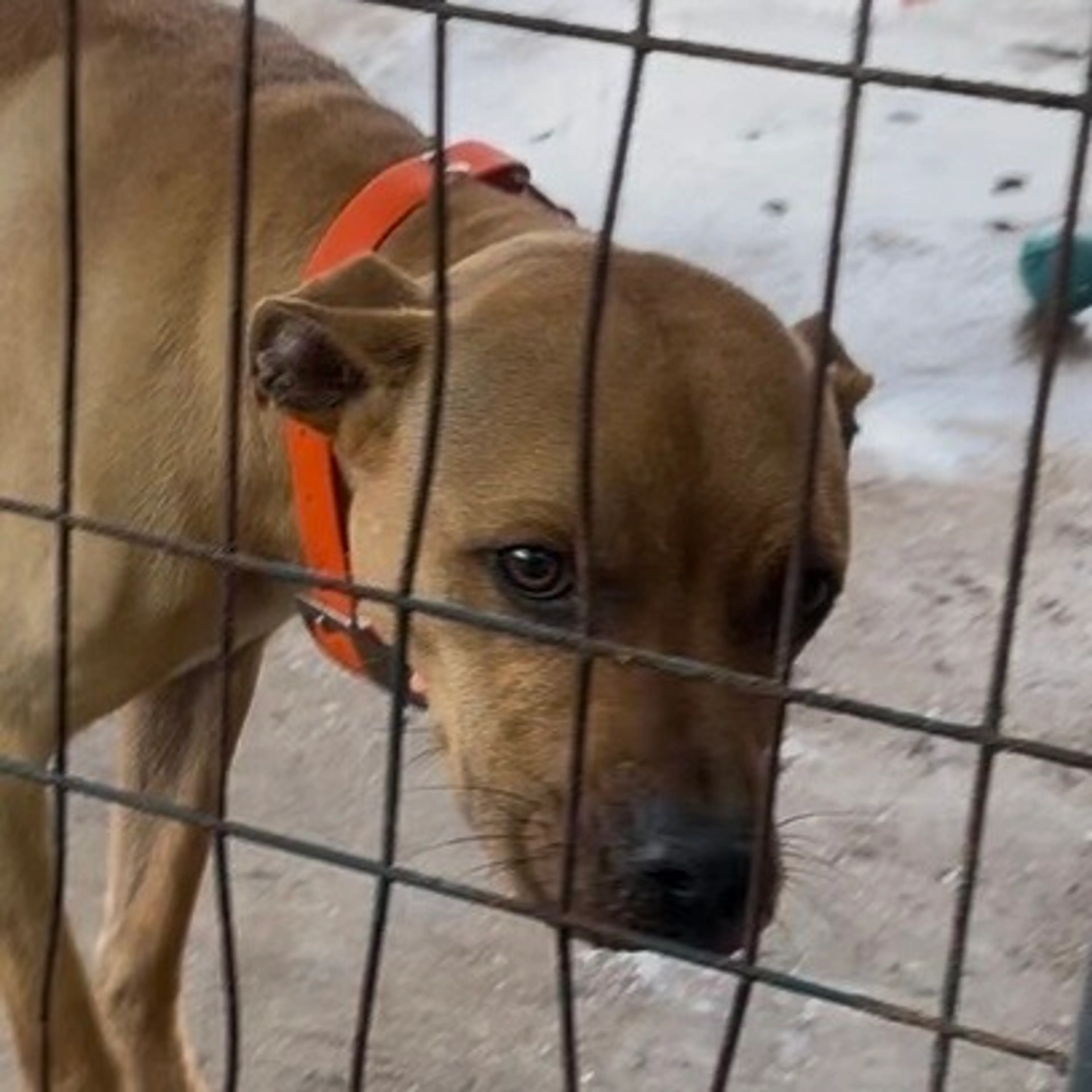 Found pet-1