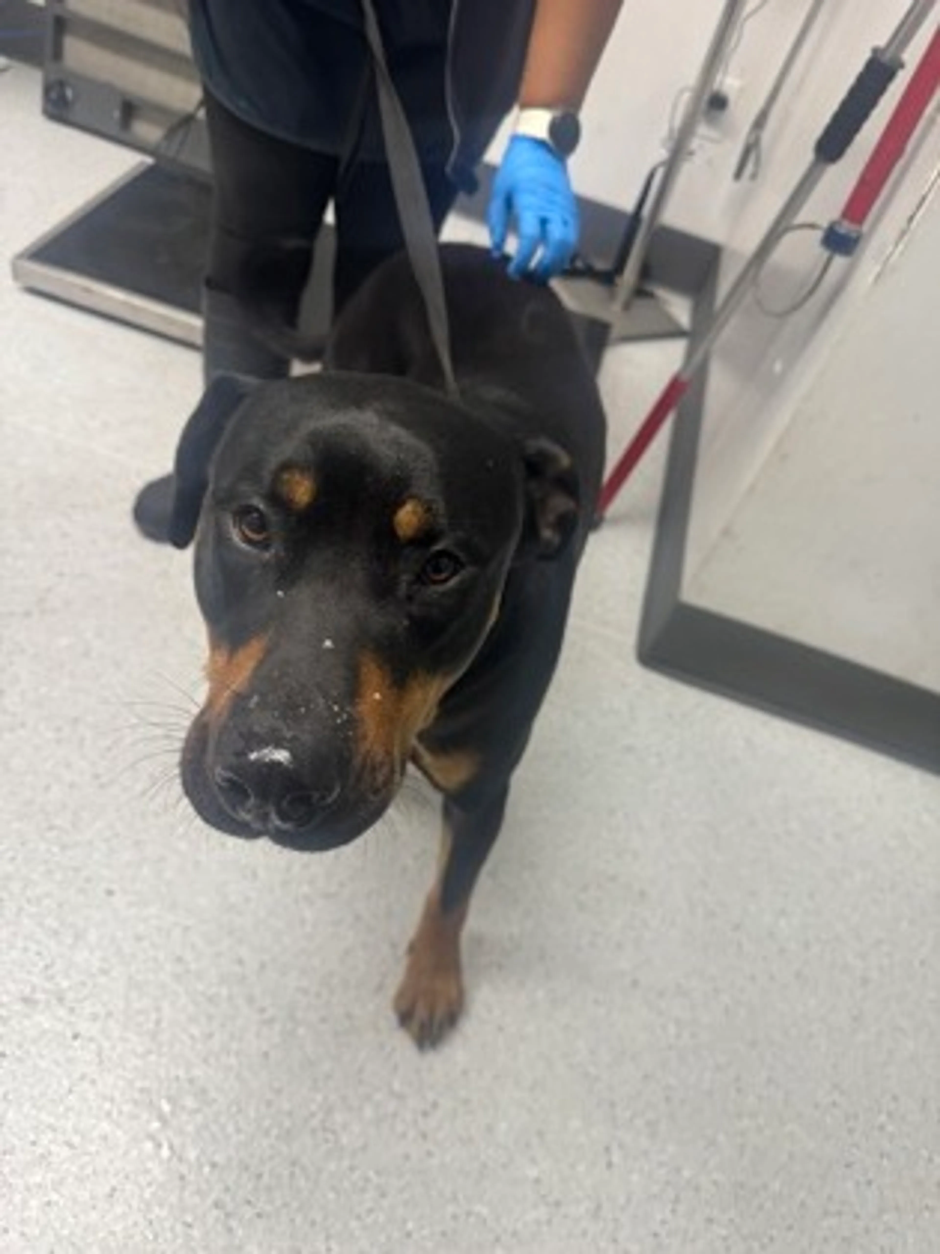 Found pet-1