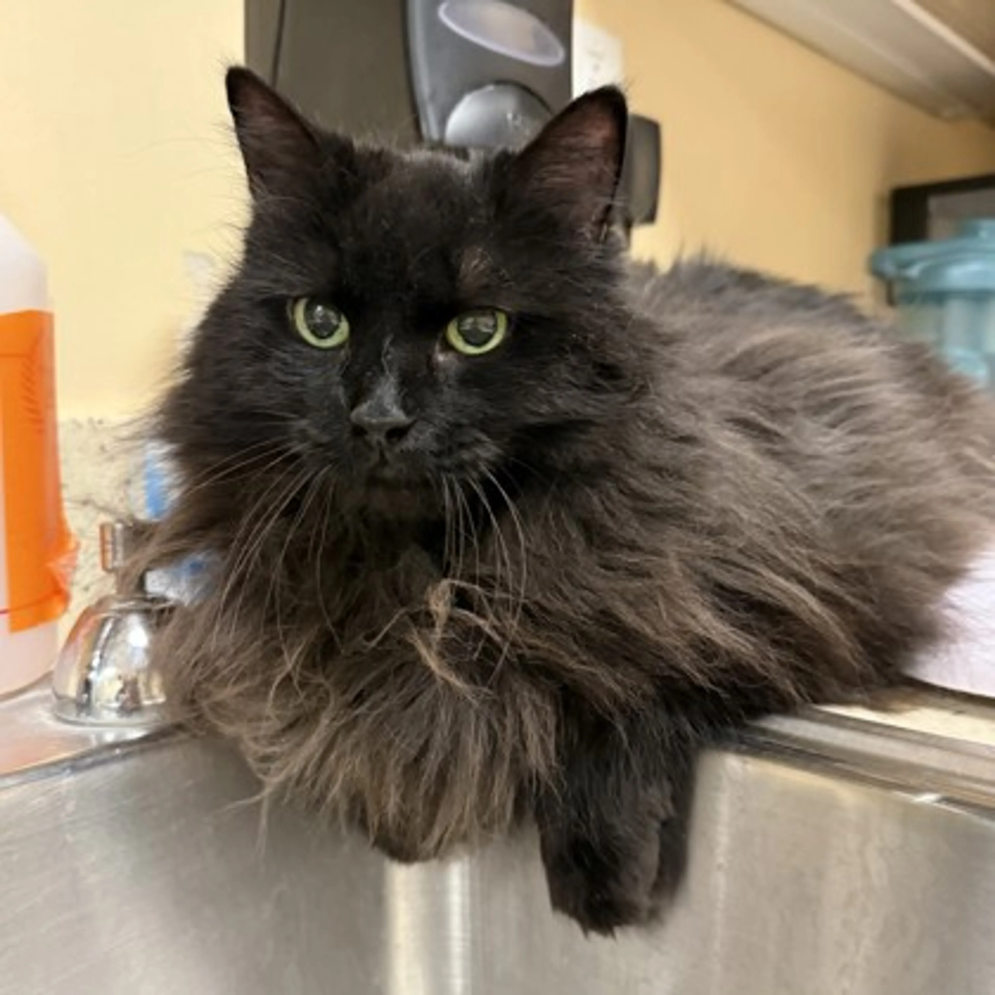 Found pet-1