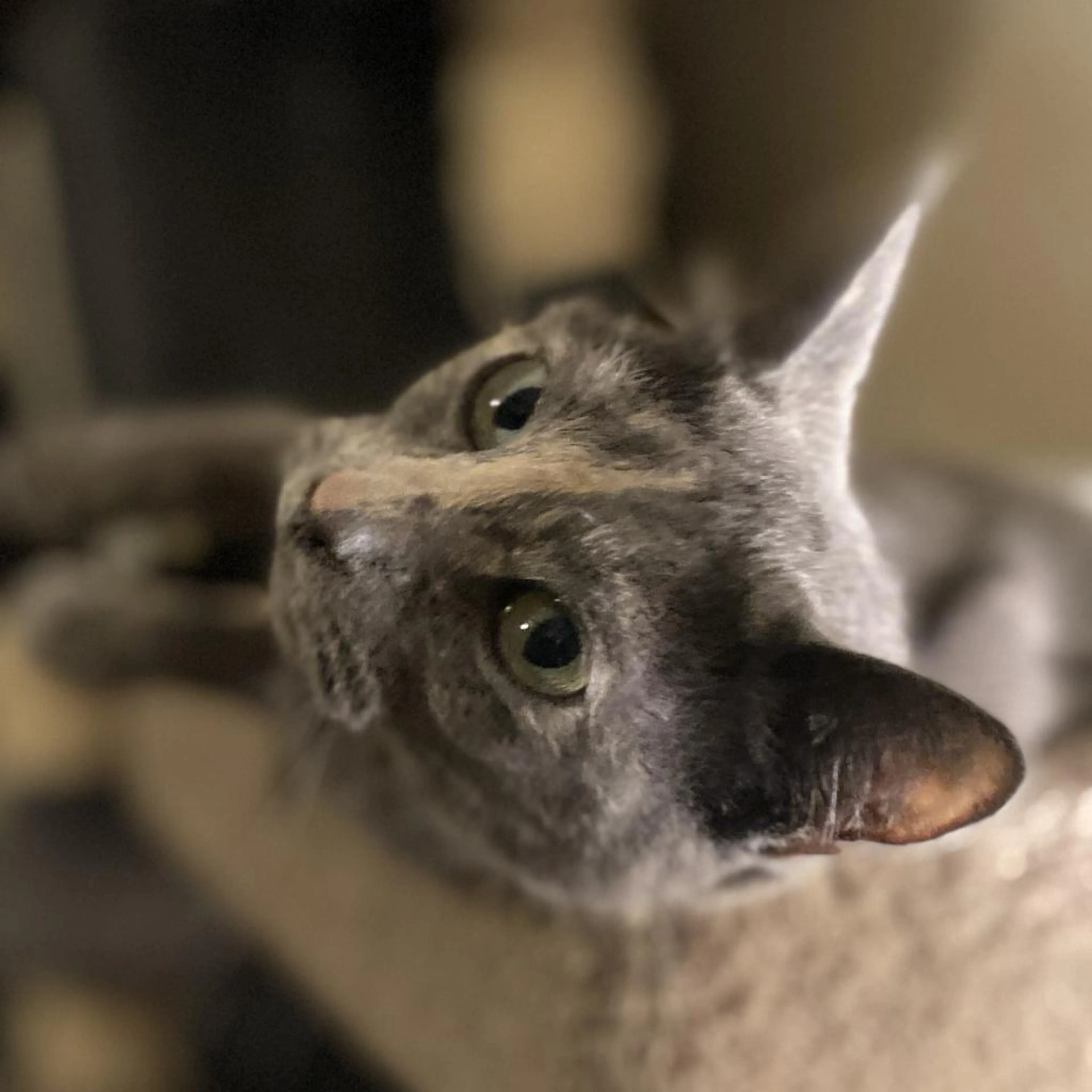 Found pet-11