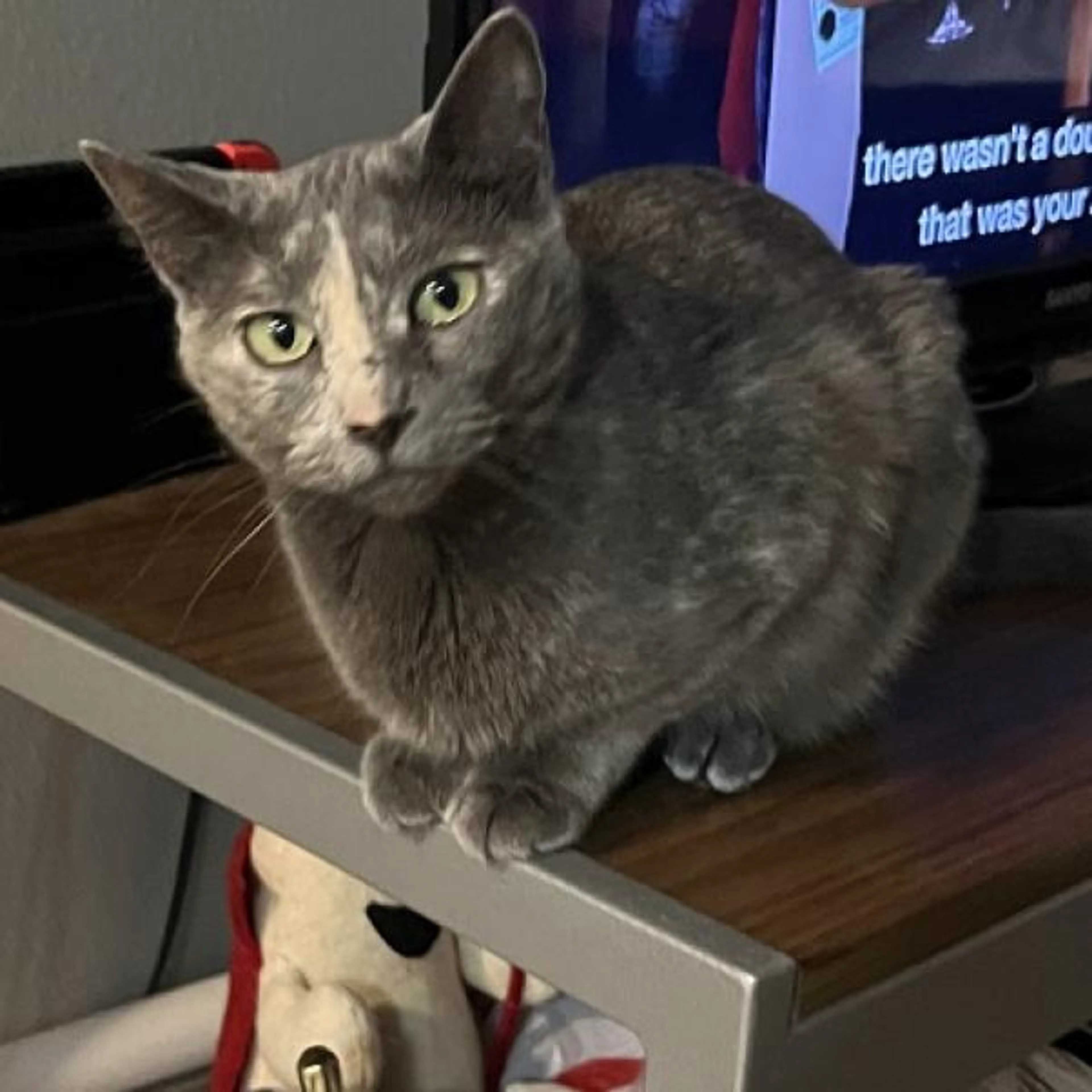 Found pet-9