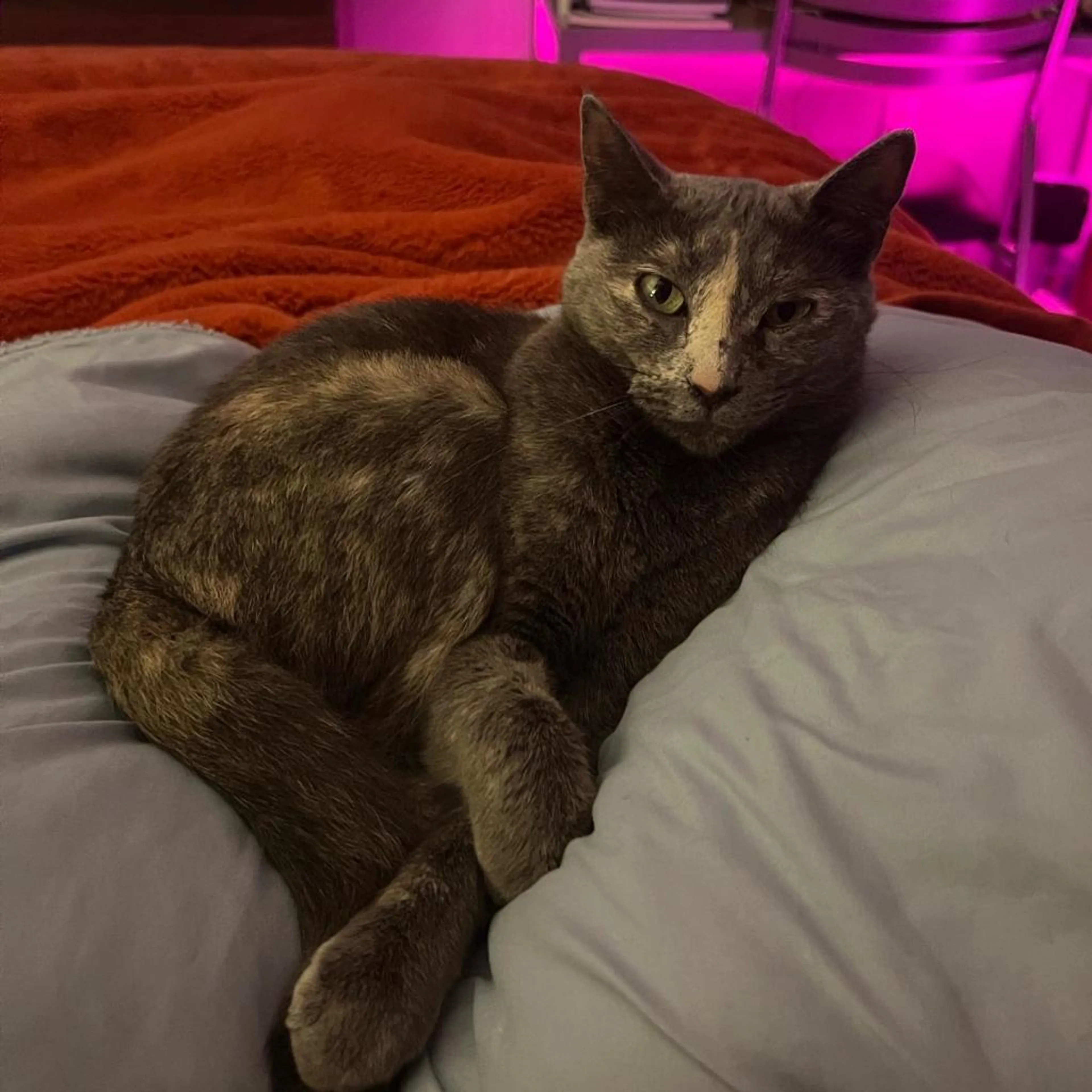 Found pet-4