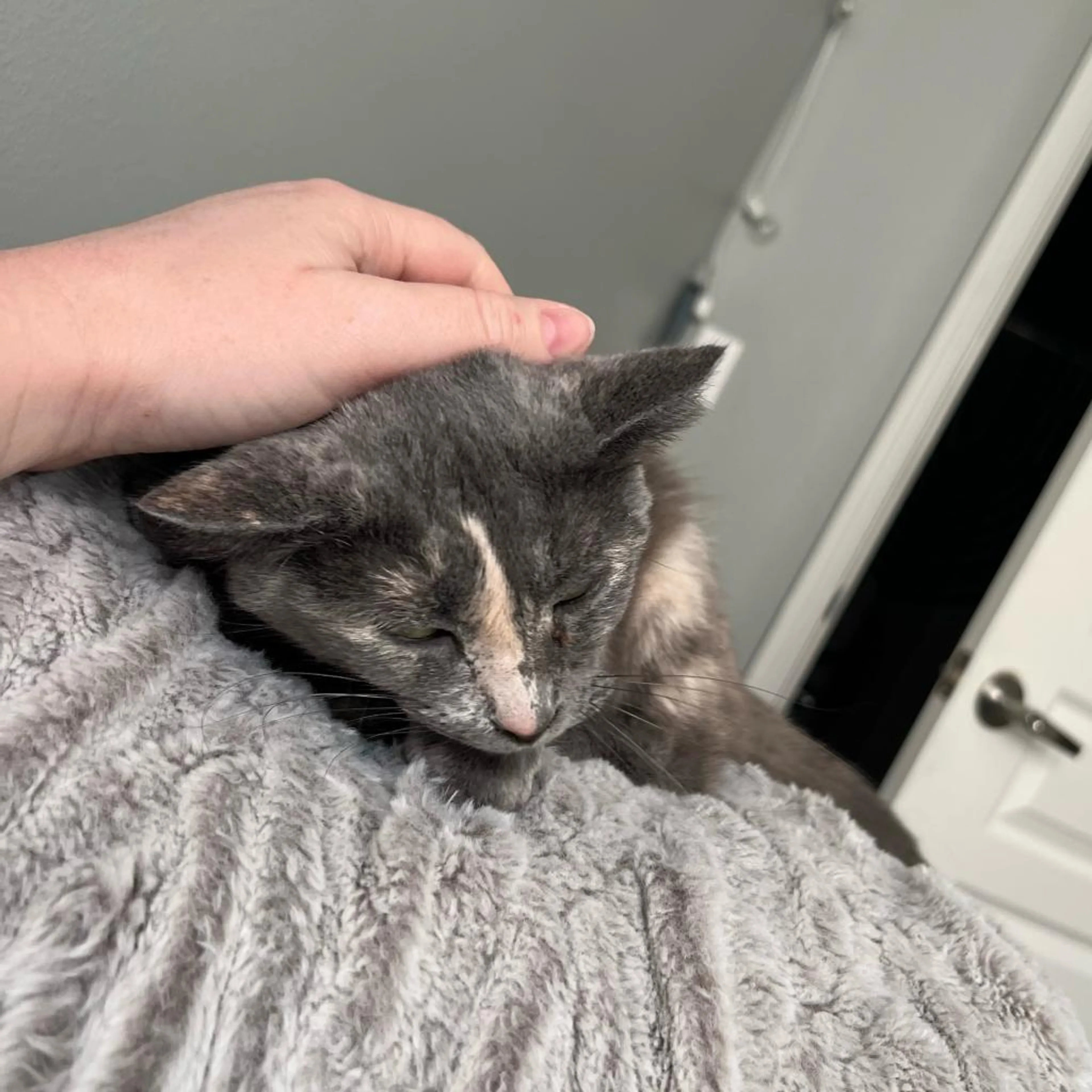 Found pet-5