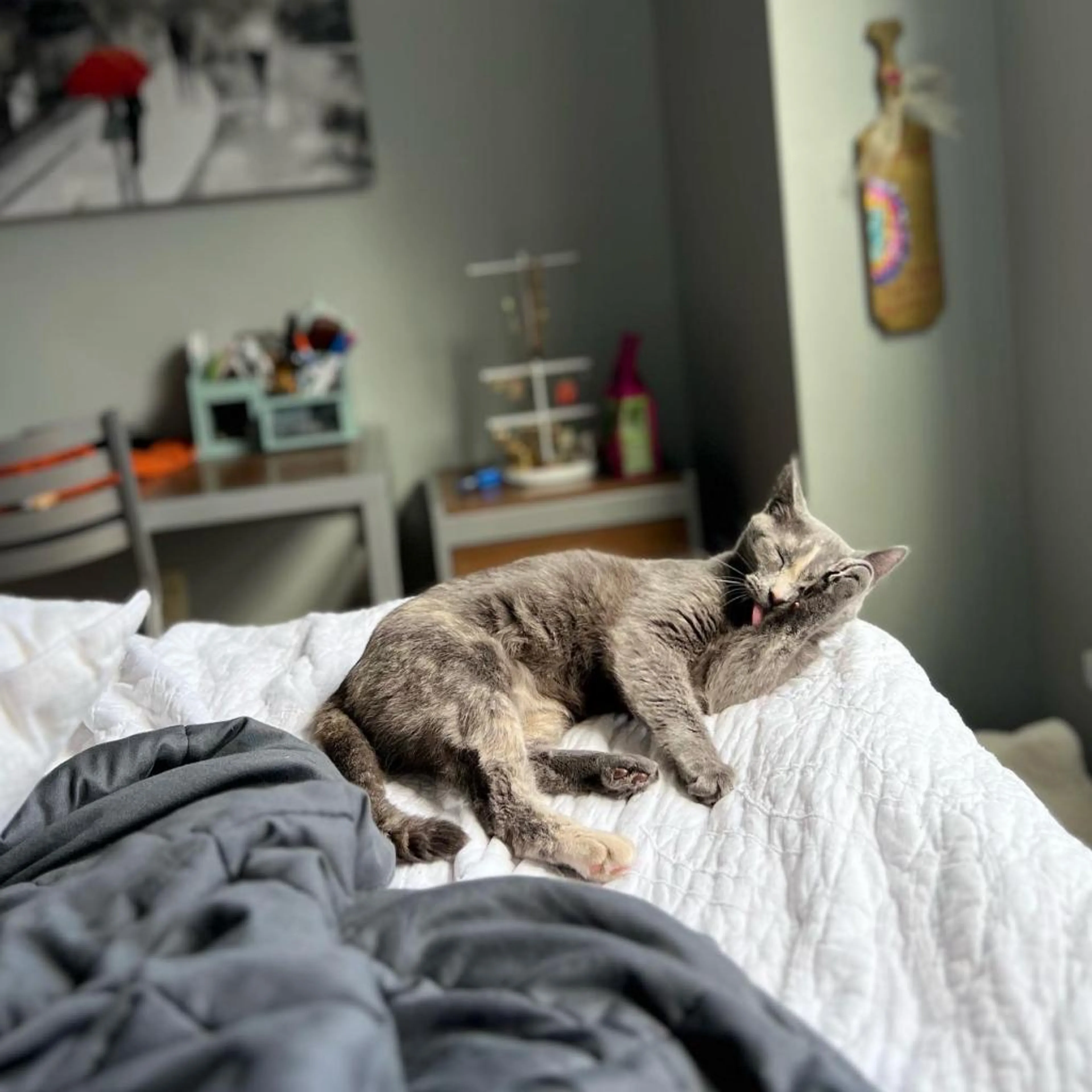 Found pet-2