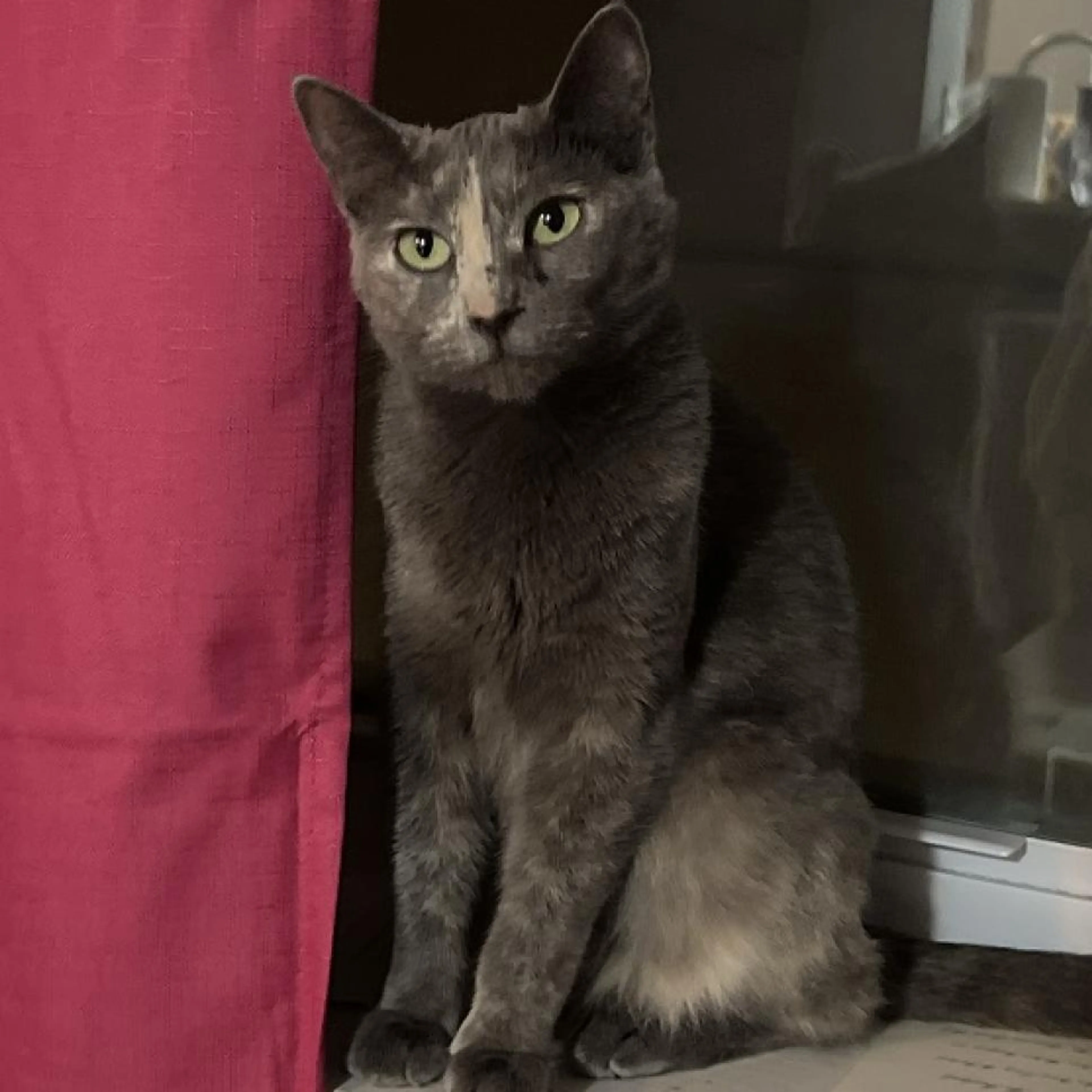 Found pet-7