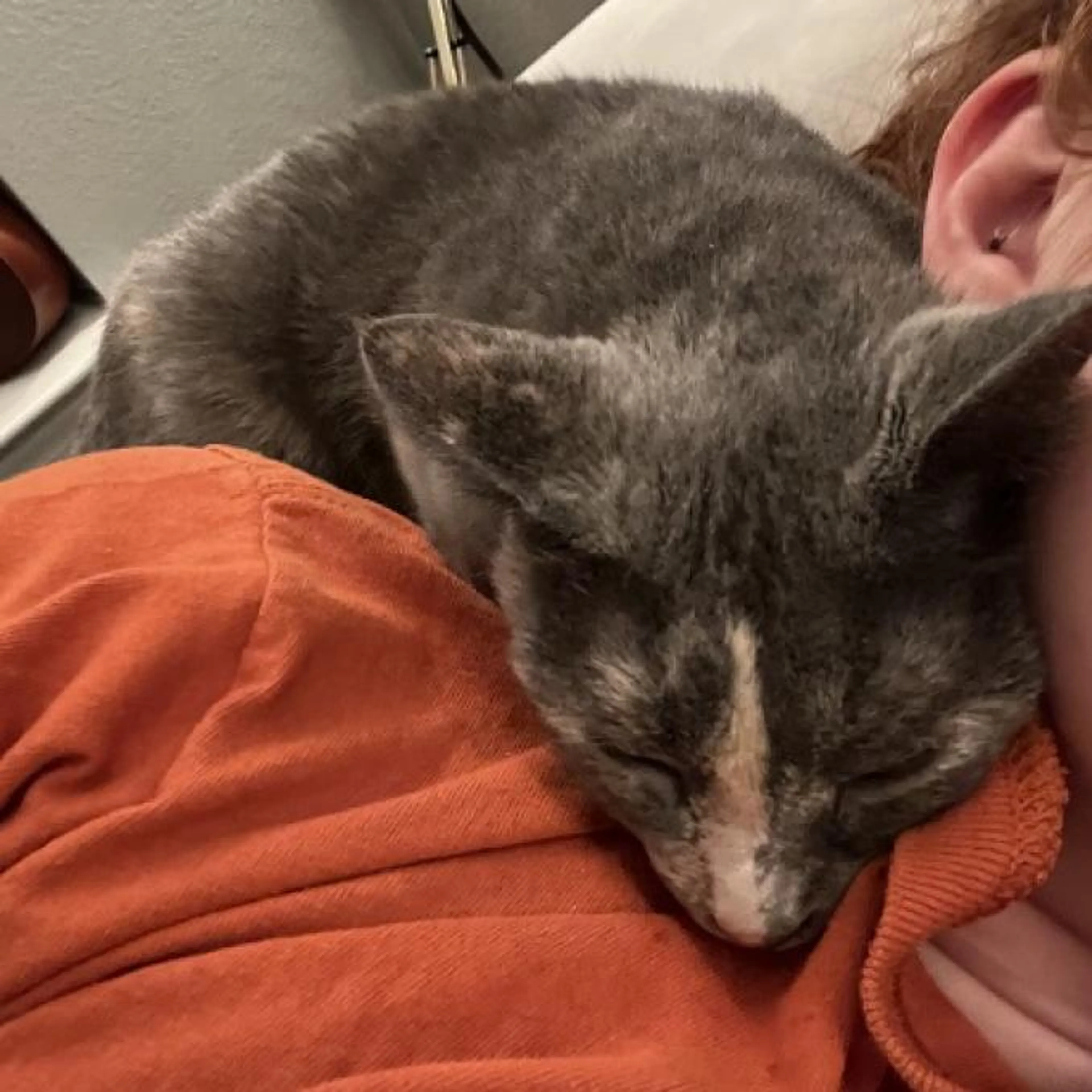 Found pet-8