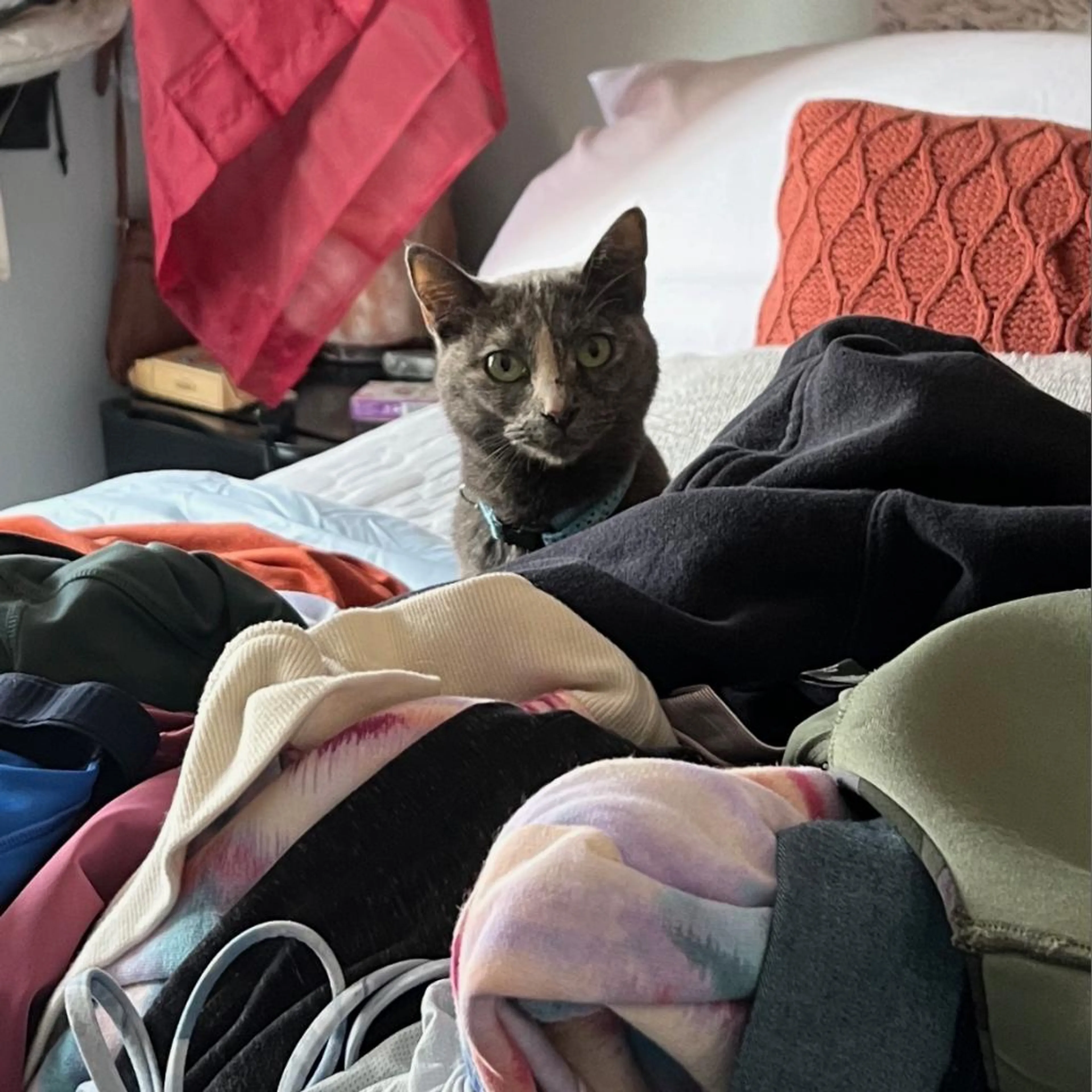 Found pet-1