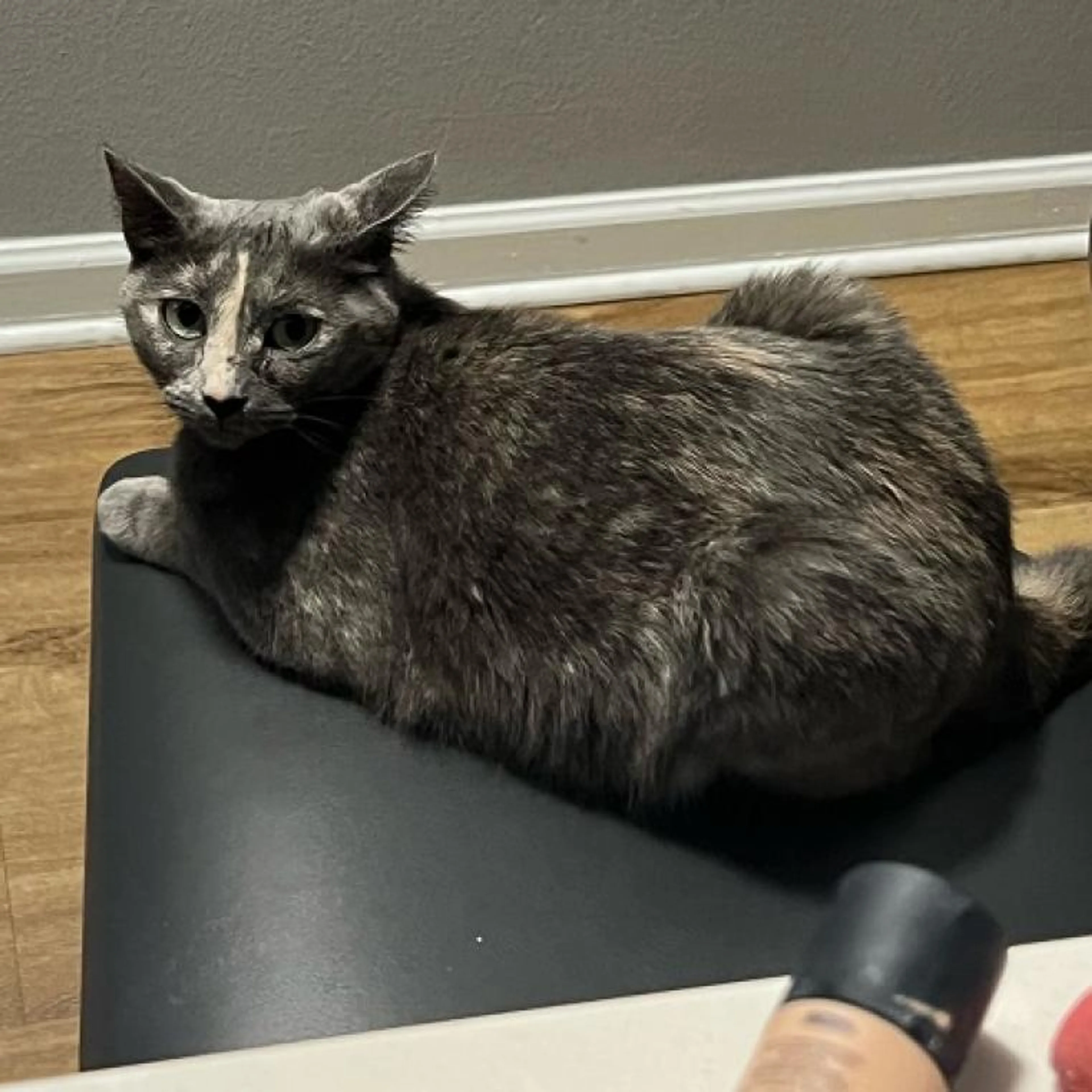 Found pet-10