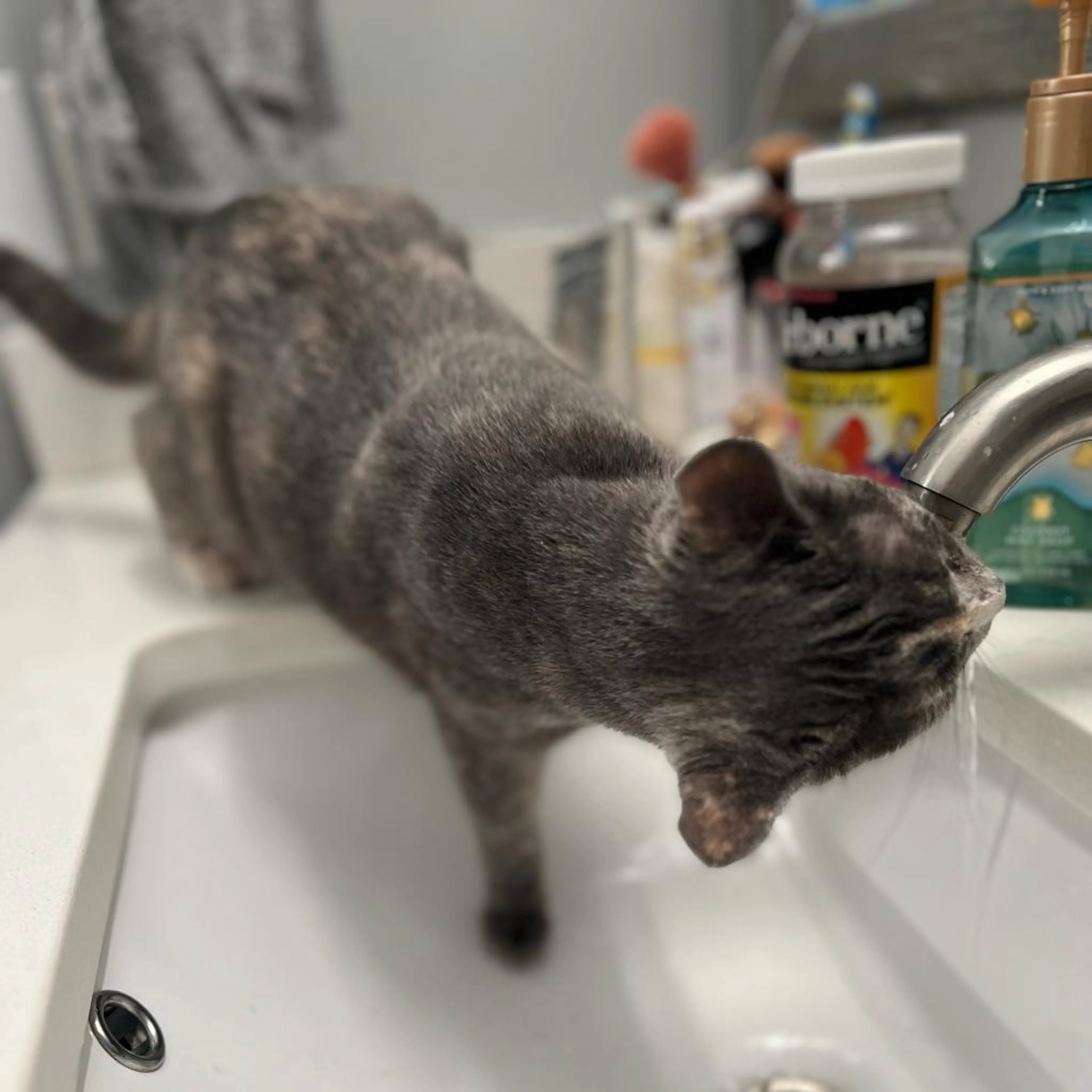 Found pet-6
