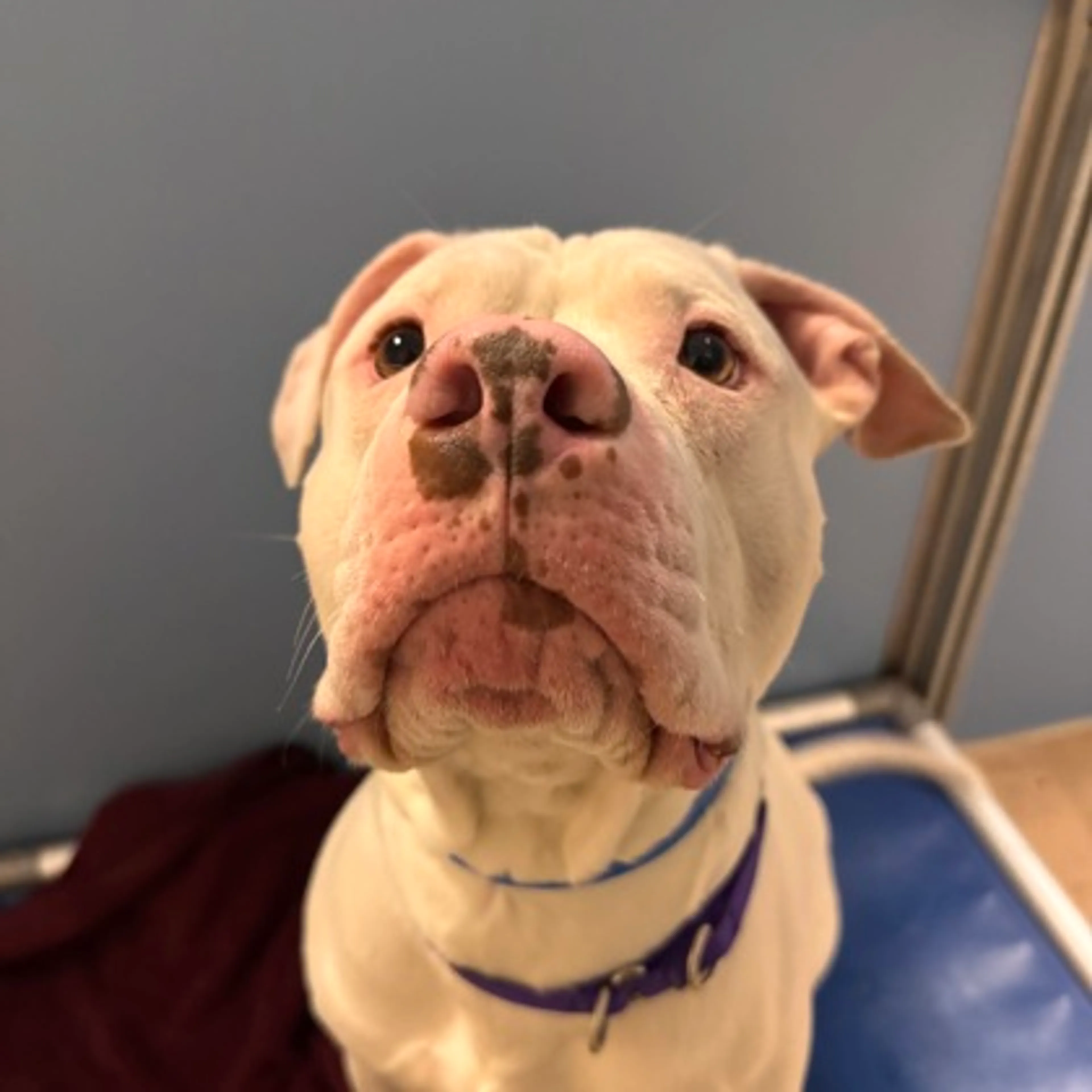 Found pet-2