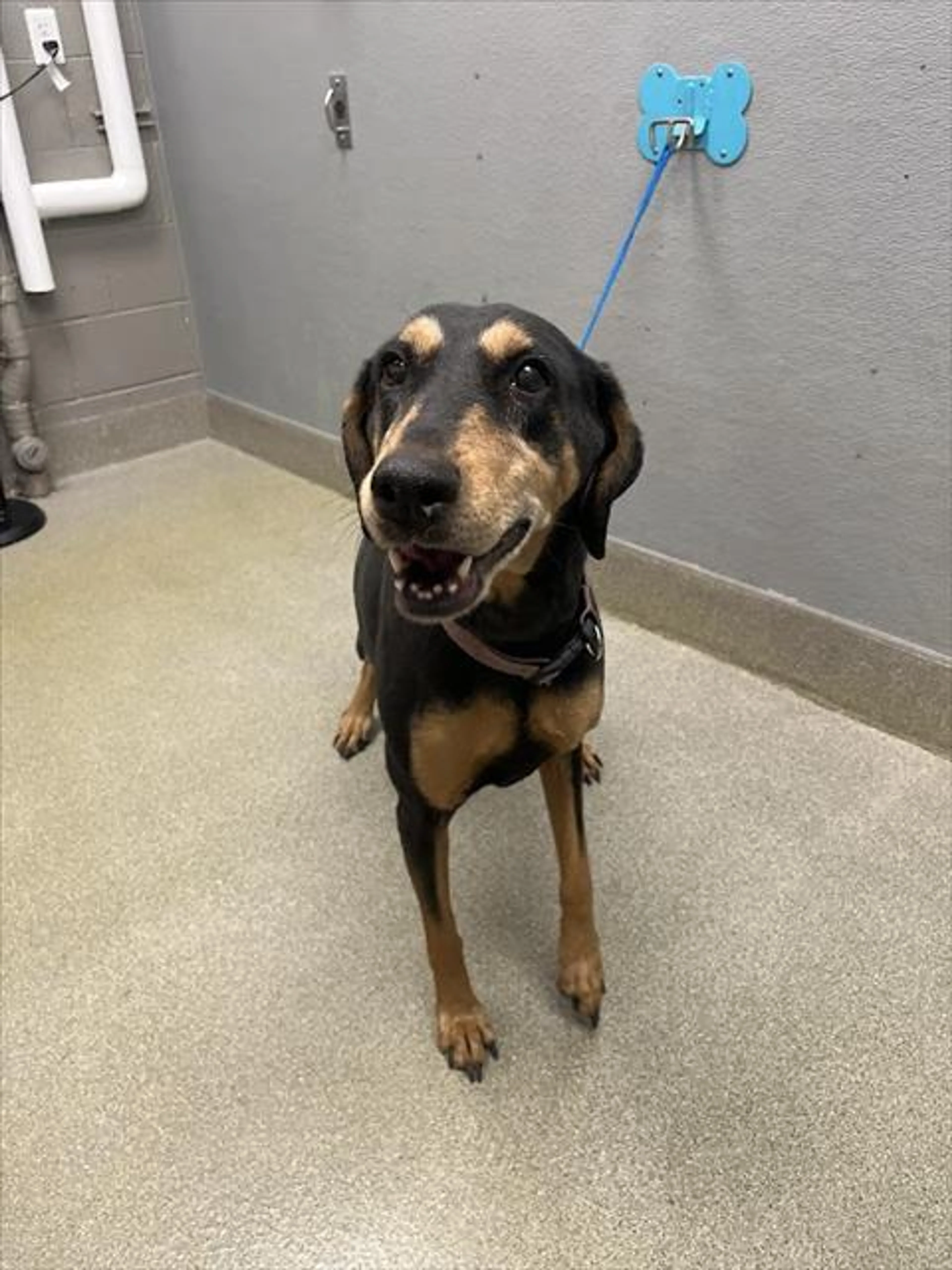 Found pet